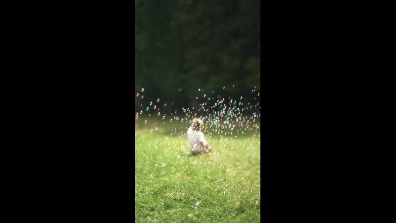 ВидеоИстории. Семейный и детский фотограф в Сергиев Посаде, Хотьково Якимчук Любовь