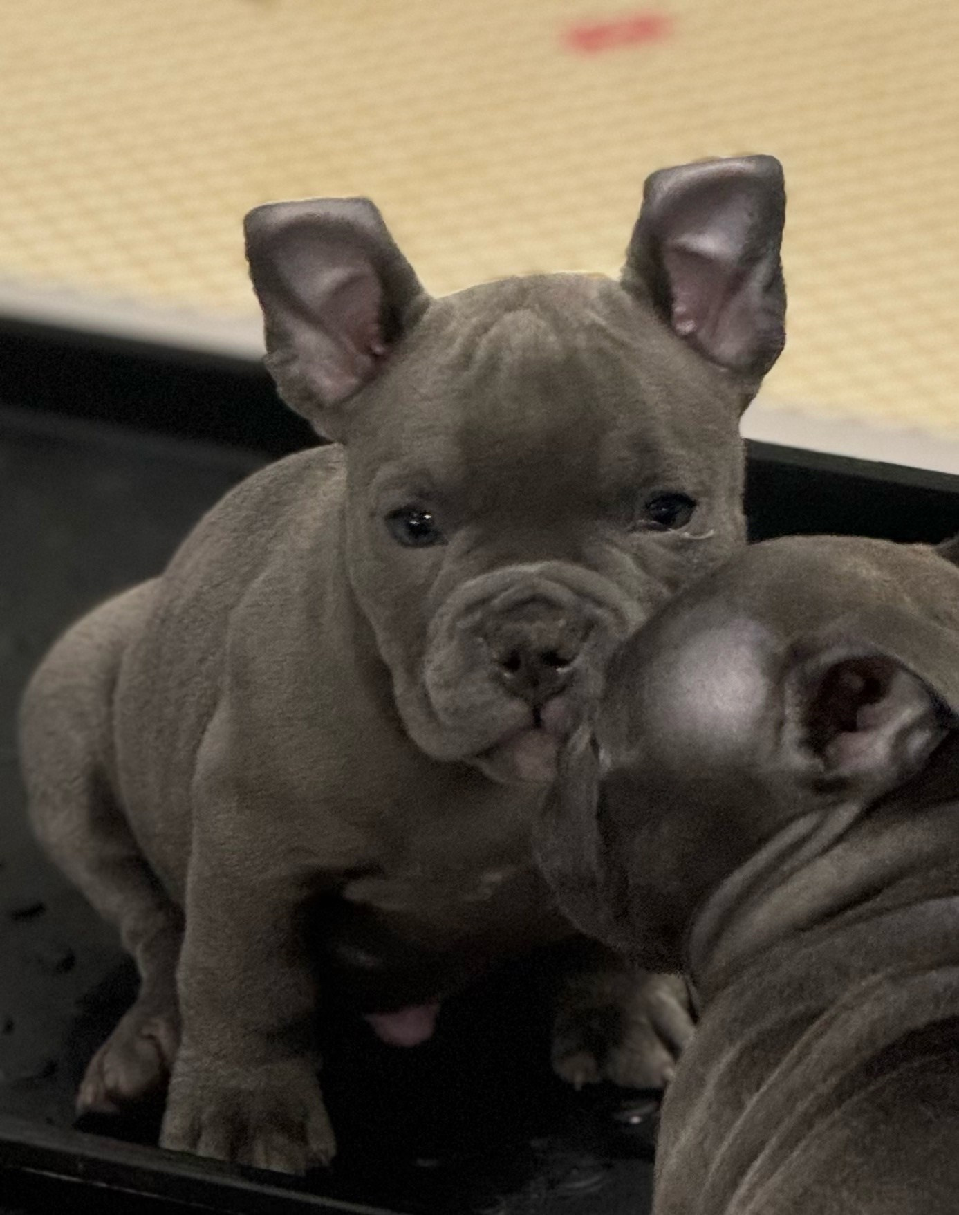 официальный питомник Американских Булли в Екатеринбурге