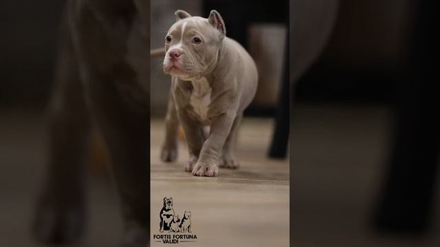 Дети Зидана. ПИТОМНИК СОБАК ПОРОДЫ АМЕРИКАНСКИЙ БУЛЛИ