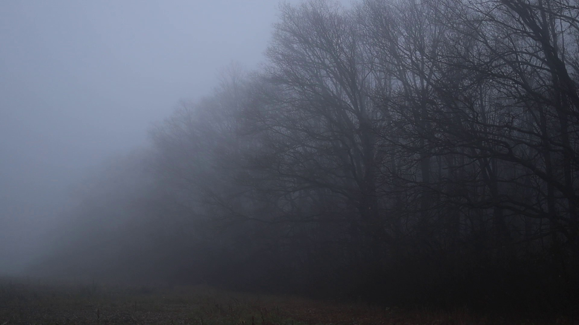 В туманном лесу. Семейный фотограф в Белгороде
