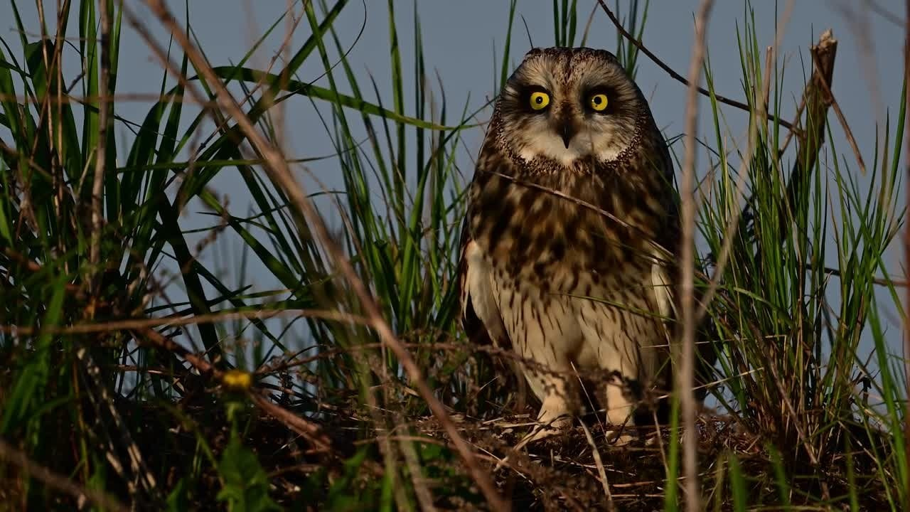 Цапли и совы. Wildlife photography by Sergey Puponin