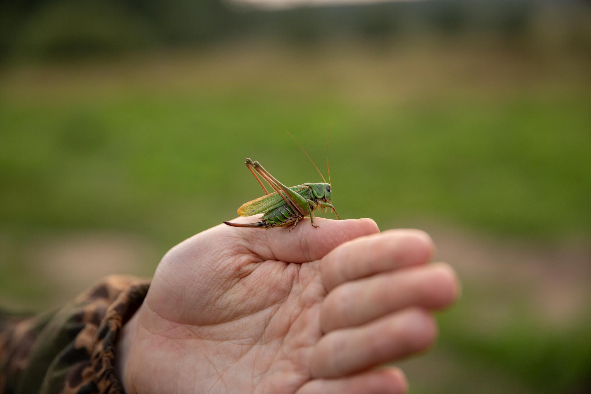 Presentstar. Впечатления в подарок. Свадебный и семейный фотограф