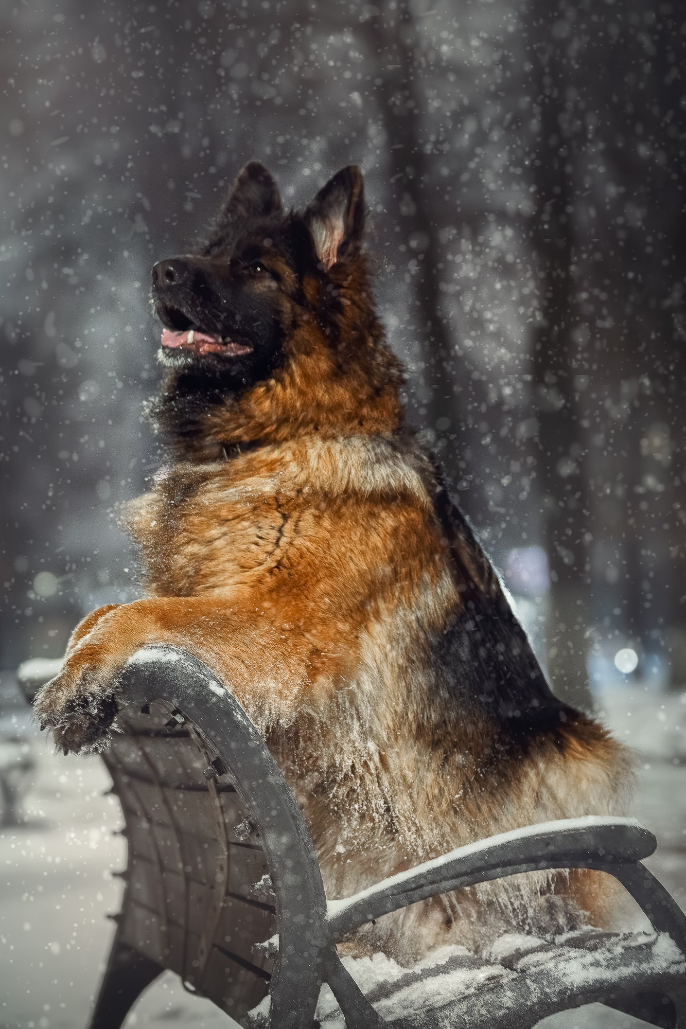 Собаки. Фотограф-анималист Нижний Новгород