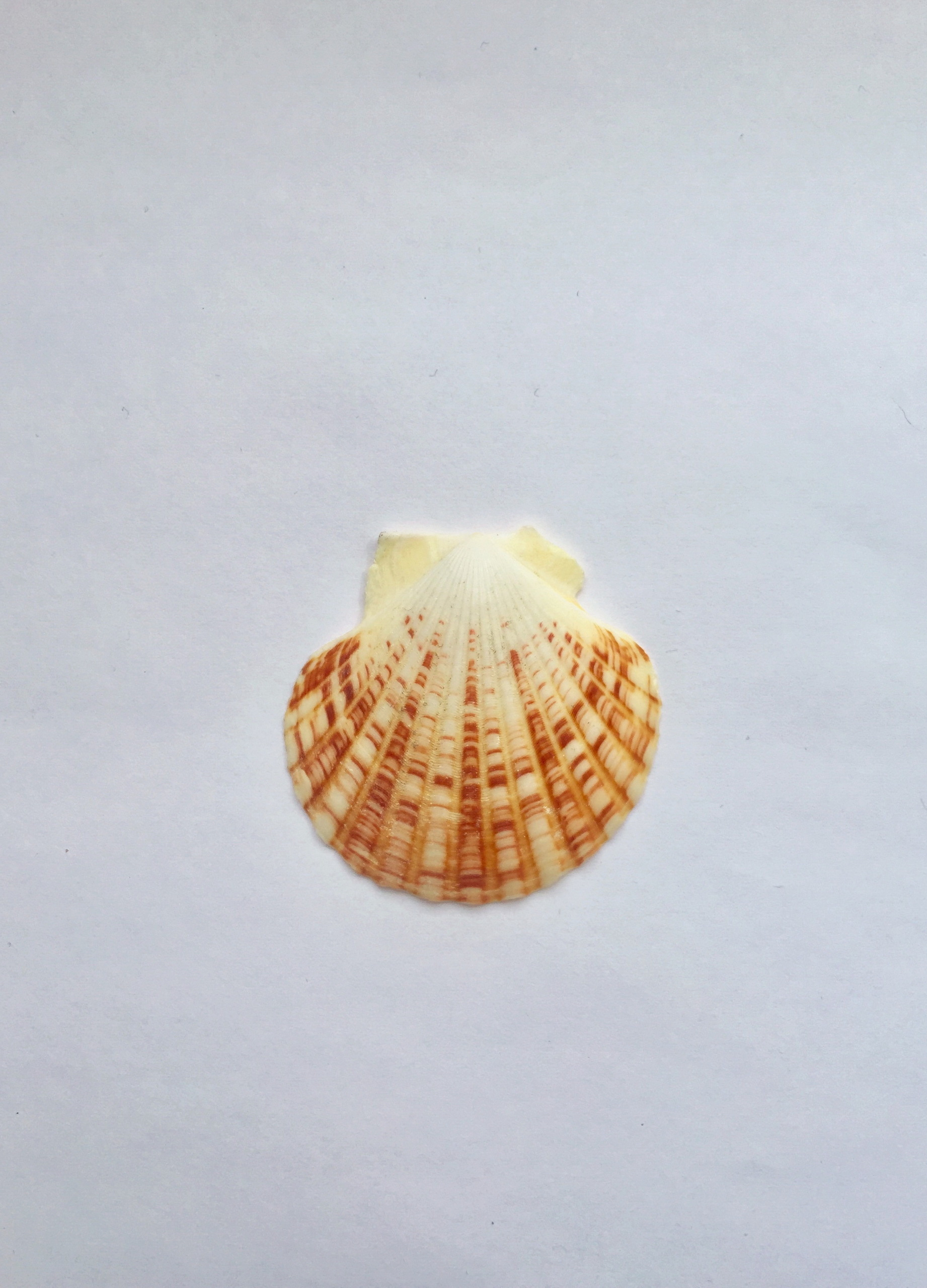 Василиса Моисеева -  выставка ''Вещь № 4'' с 26 августа по 26 октября