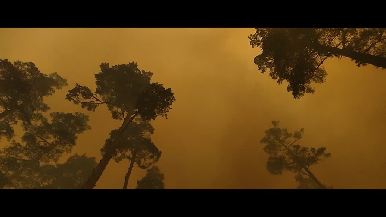Видео. Фотограф и видеограф в Кургане Леонид Корнильев