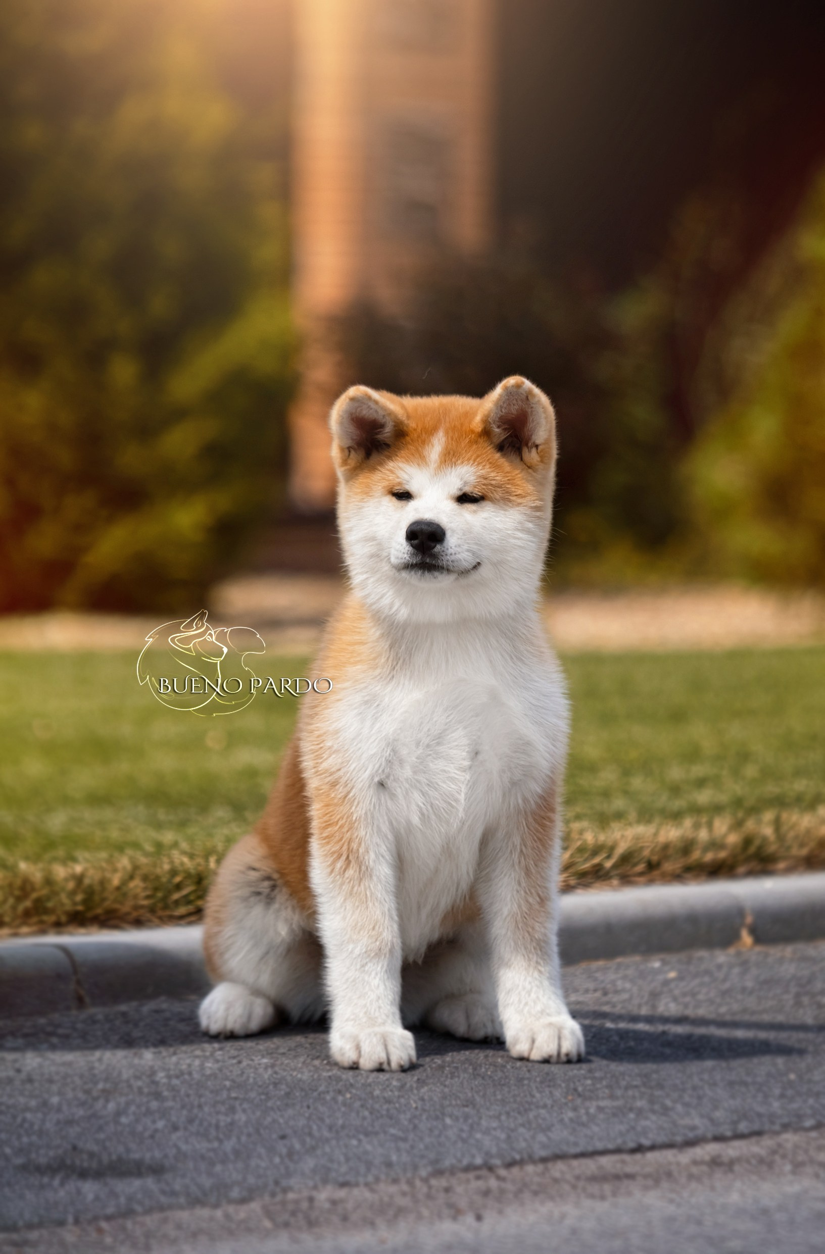 АКИТА. Kawaii Kuma питомник собак пород Корги пемброк, Акита ину, Сиба