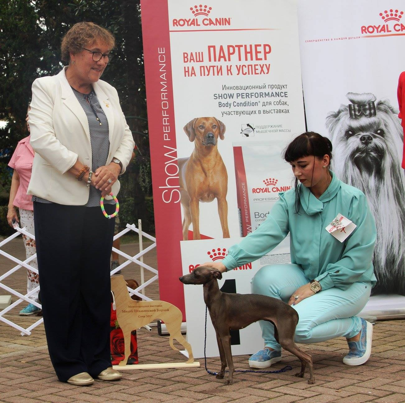 Организация монопородной выставки. Профессиональный питомник левреток РКФ/FCI ASTI SAPPHIRE 💎 Сочи|Санкт-Петербург