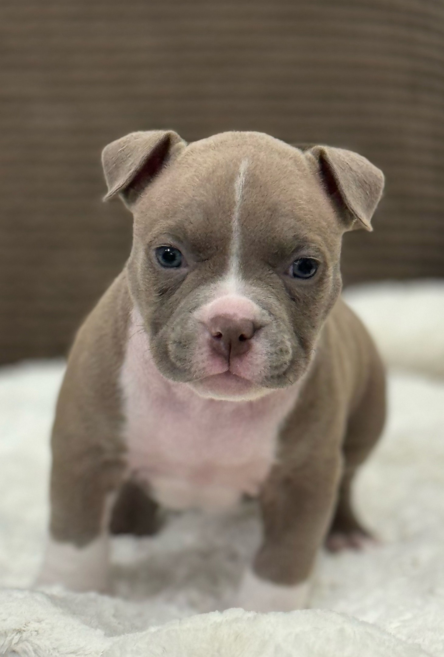 кобель на вязку Американский булли в Новосибирске