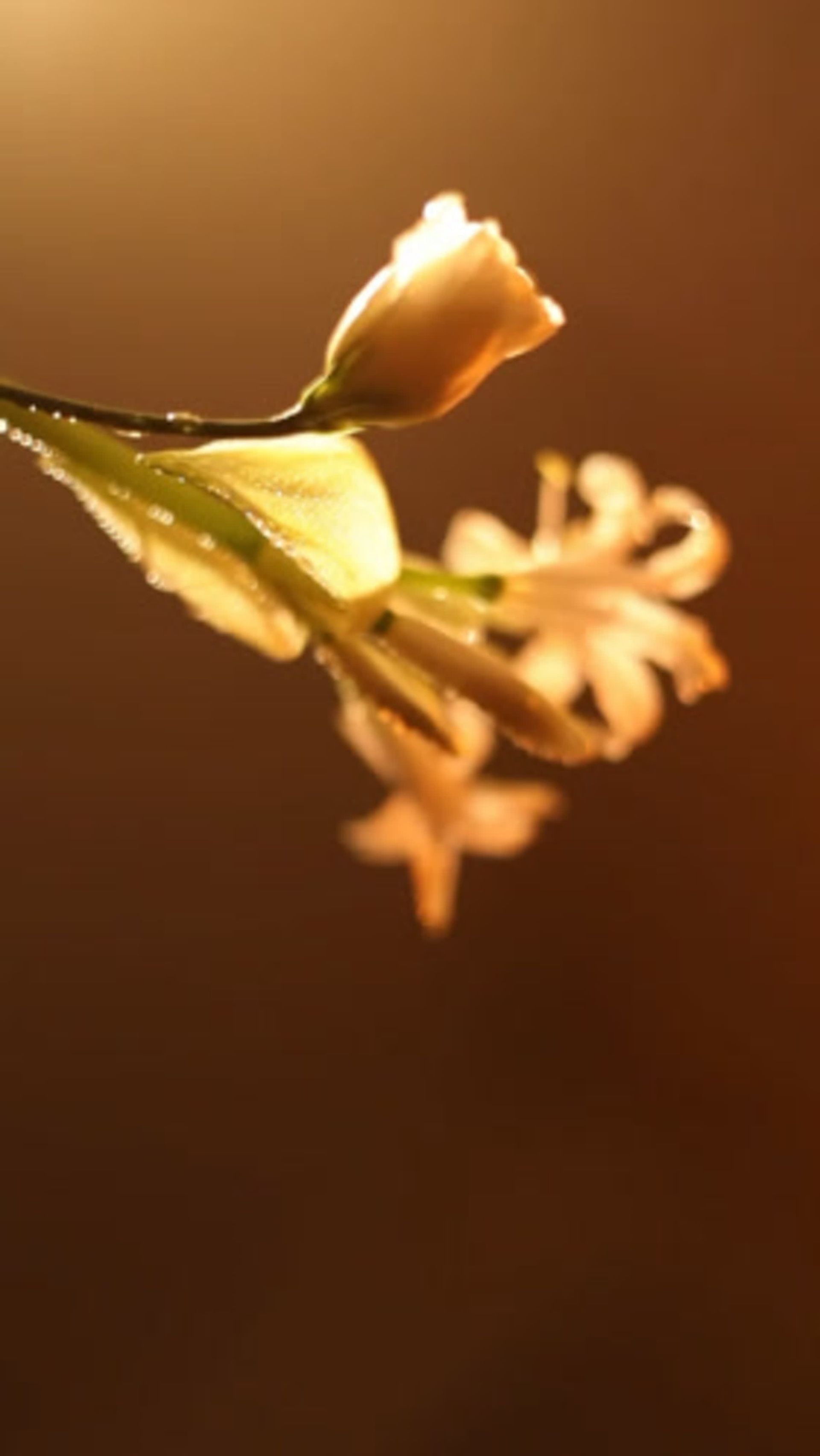 Режиссёр-фотограф — Eliza Nemlova