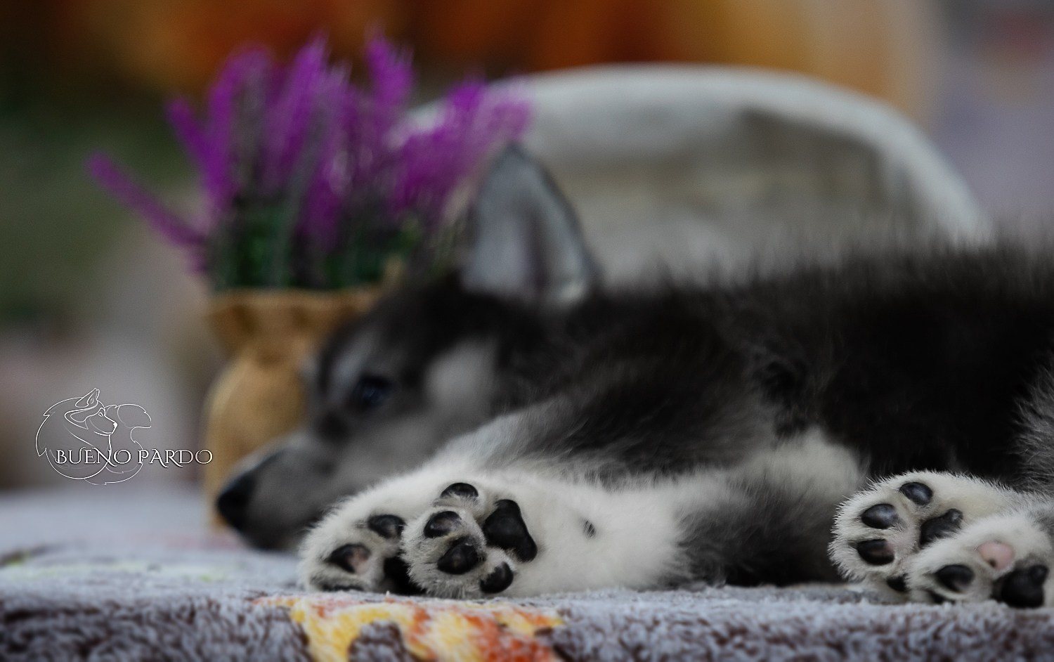 Щенки сибирского хаски из питомника. Питомник собак Акита, Хаски, Корги