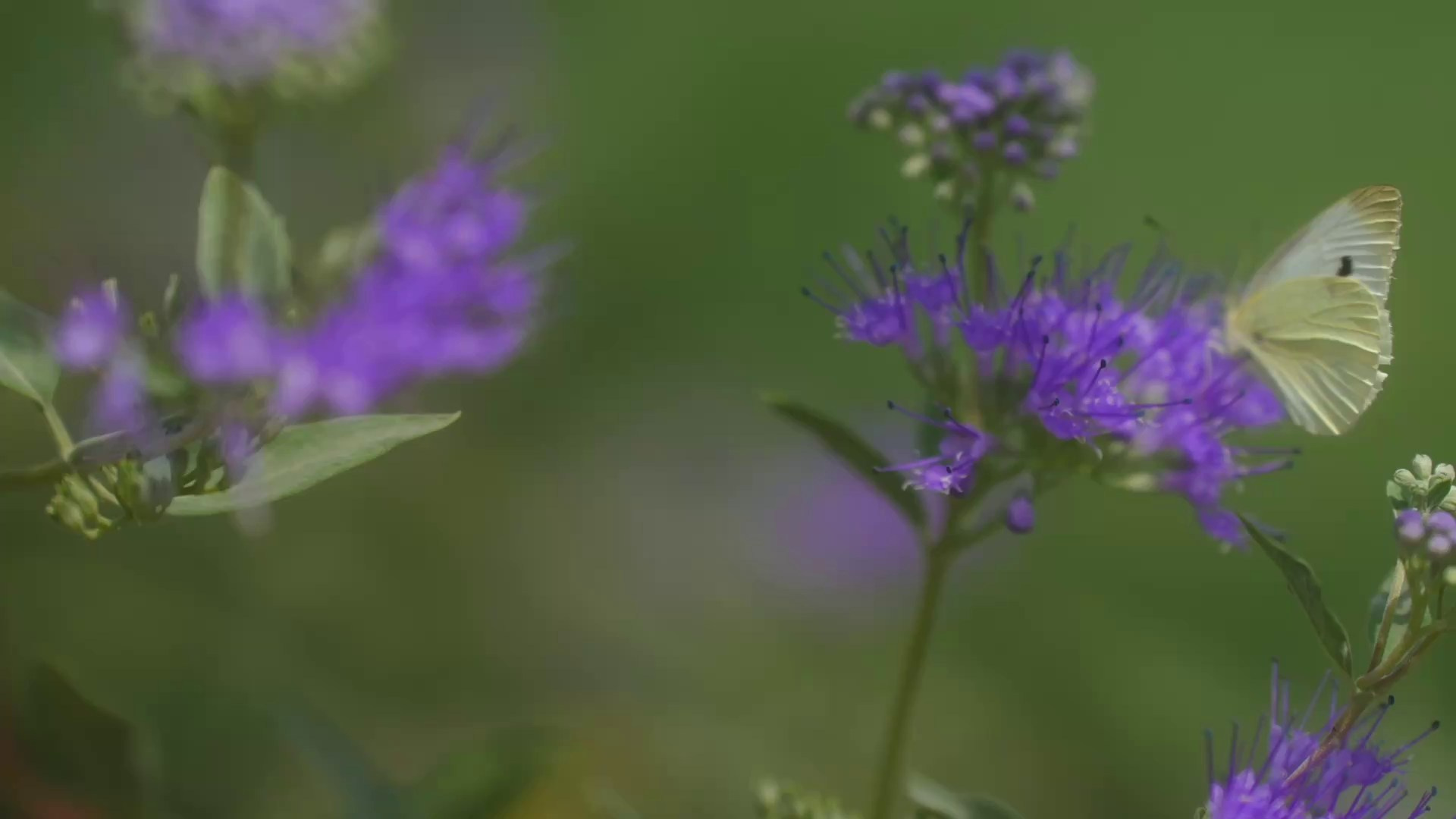 Елизавета и Владислав. Агата Акварель видеограф Сочи Краснодар