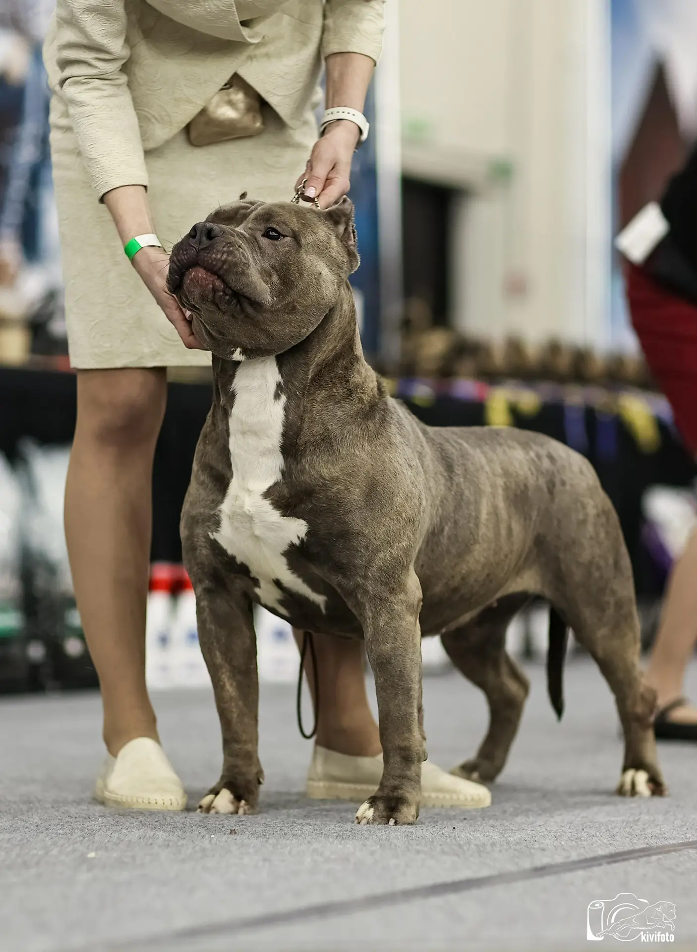 Участие в выставках. Американские булли XL в г. Калининград. Питомник Great Bully UNIVERSE