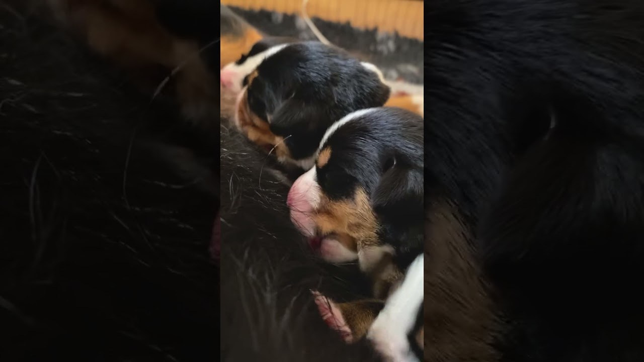 Щенки зенненхунда. Питомник Больших Швейцарских Зенненхундов в Калужской области