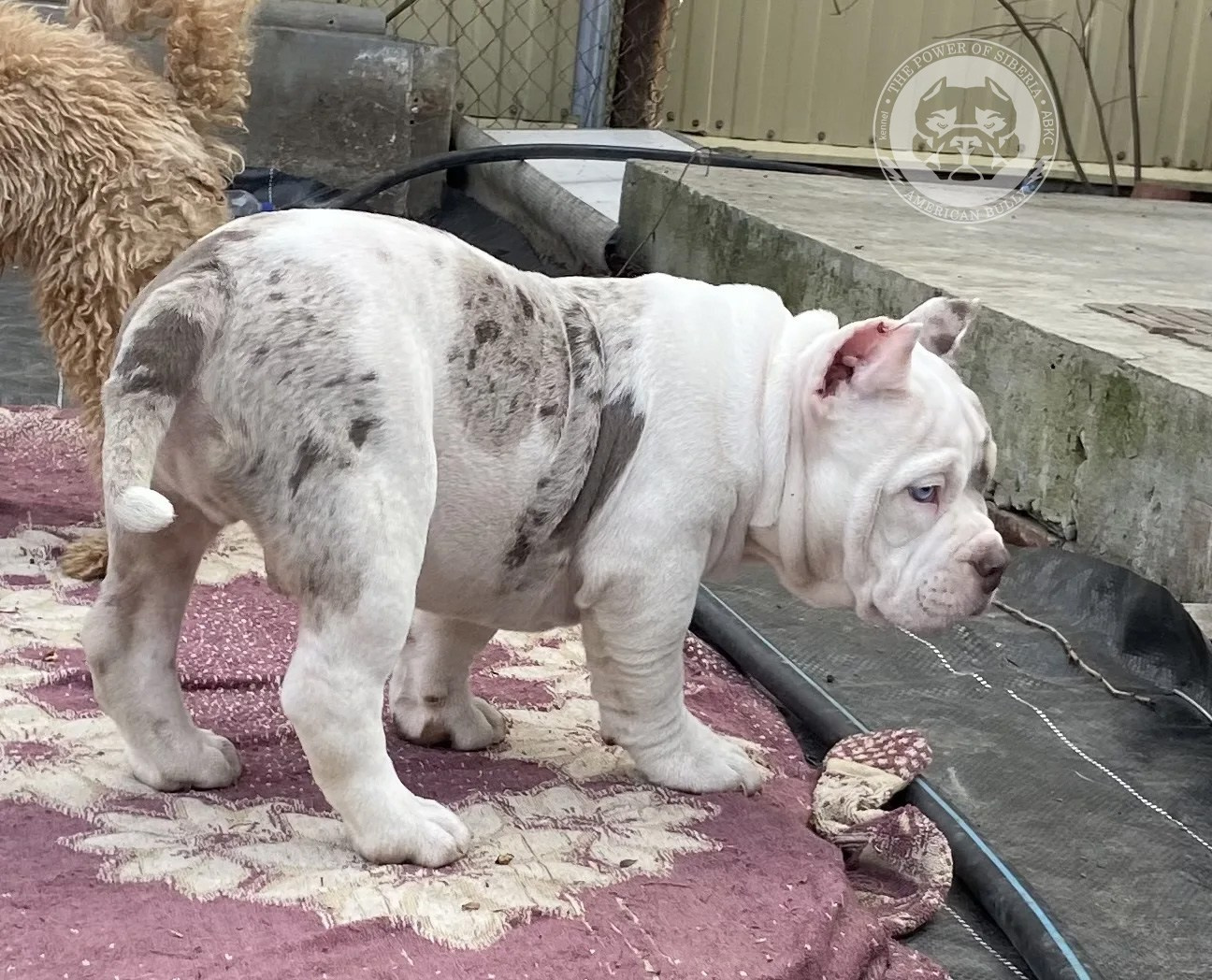 Свободные щенки Американский Булли, в типах покет, классик, стандарт. Американский Булли в г. Ростов-на-Дону. Питомник THE POWER OF SIBERIA