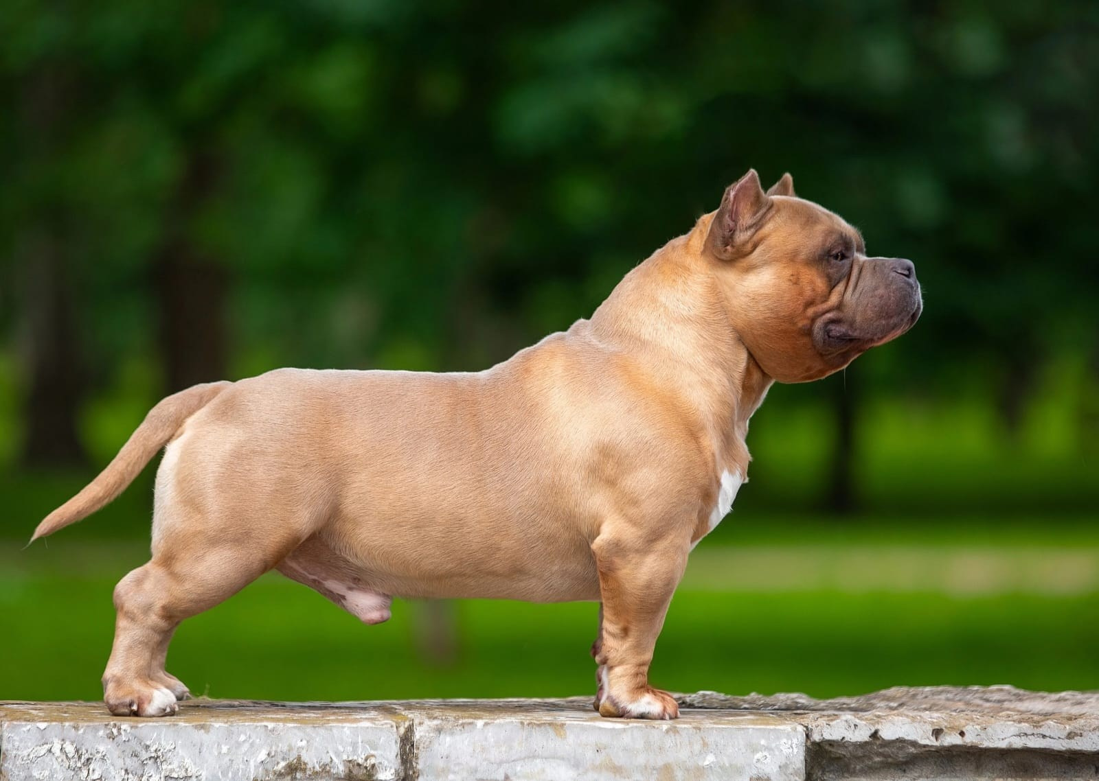 Родители Челси. ПИТОМНИК СОБАК ПОРОДЫ АМЕРИКАНСКИЙ БУЛЛИ