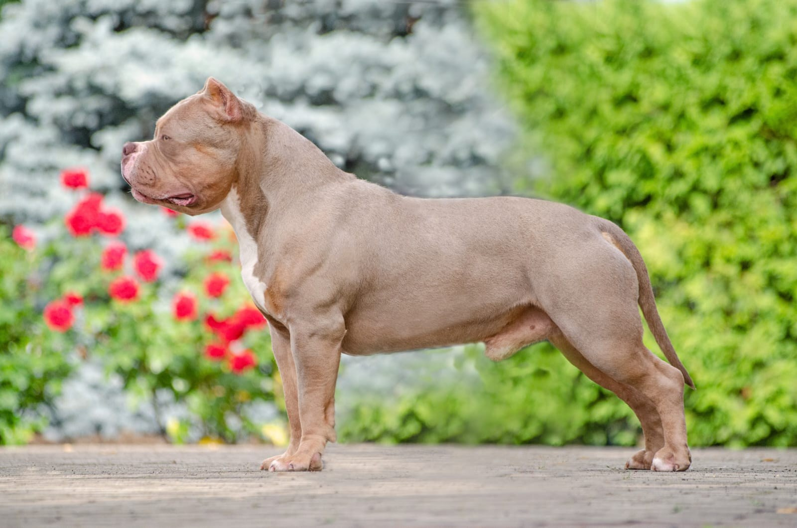 American Bully - красиво стот в стойке из официального питомника Краснодара 