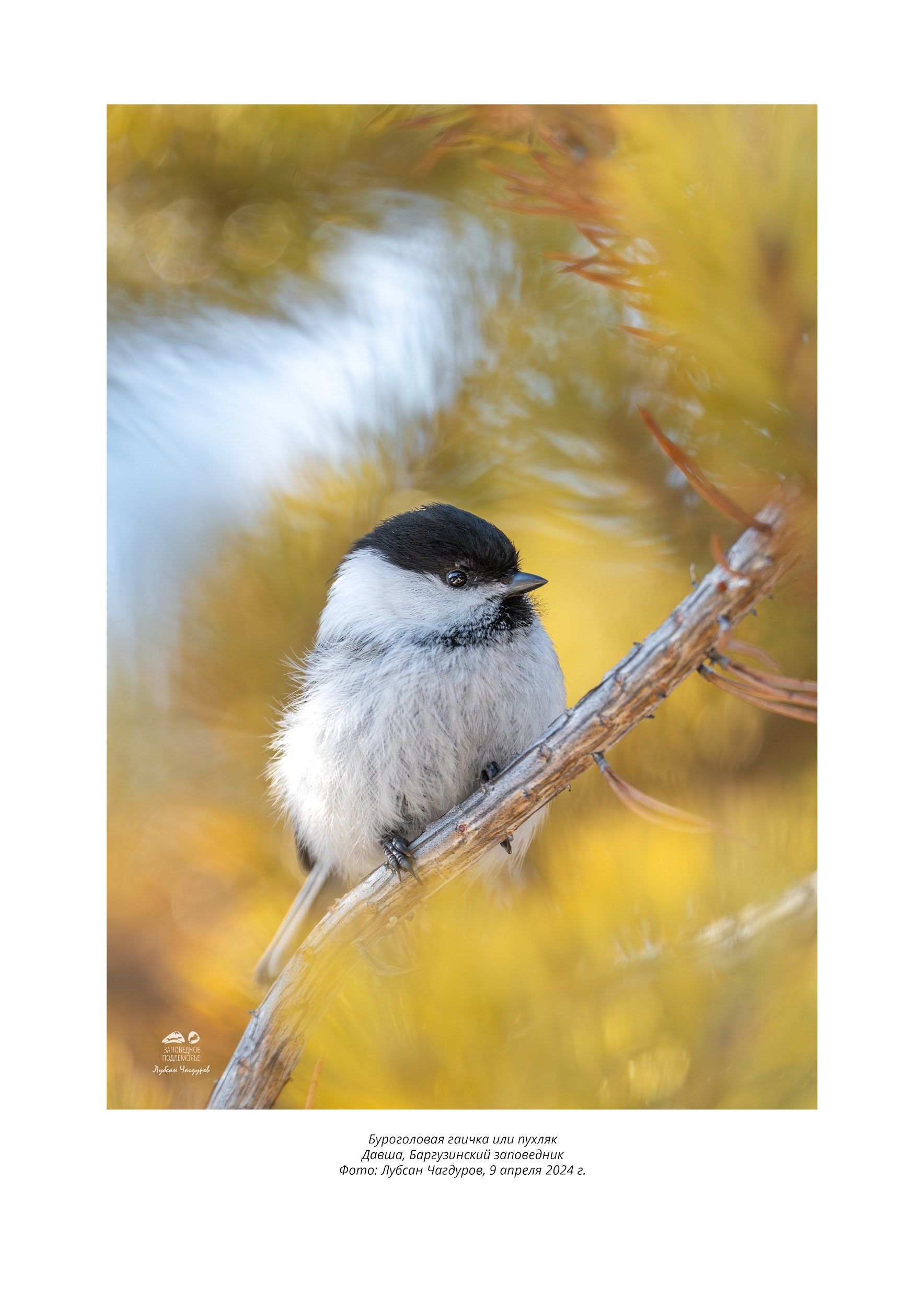 Фотограф Лубсан Чагдуров