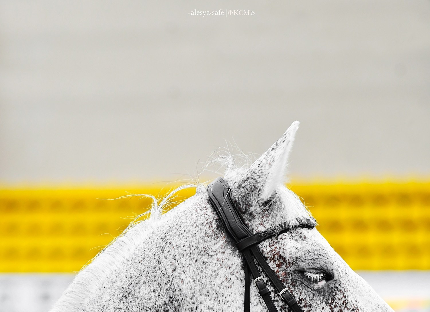 Кск Битца. Конный фотограф Alesya Safe