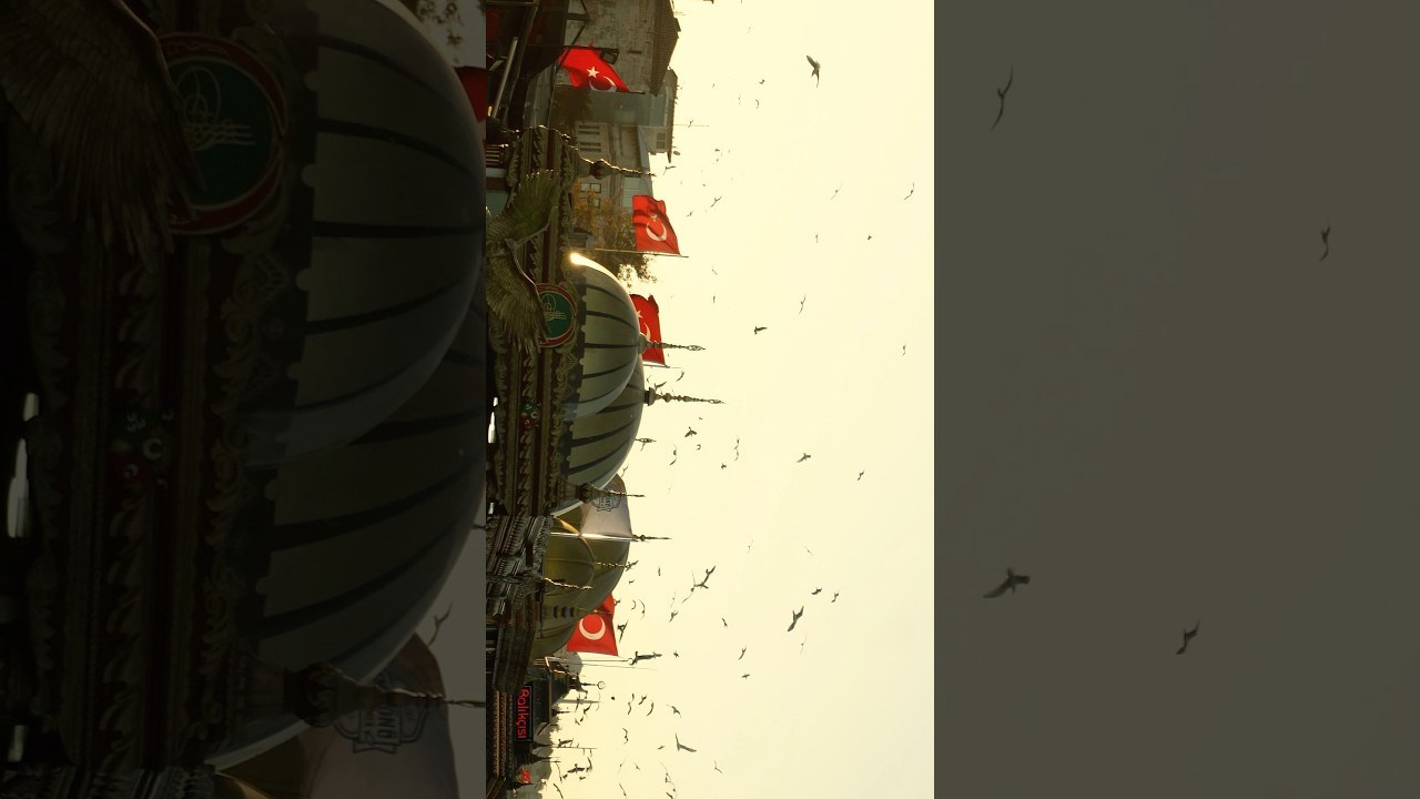 Film. Фотограф и видеограф Елена Хмелевская