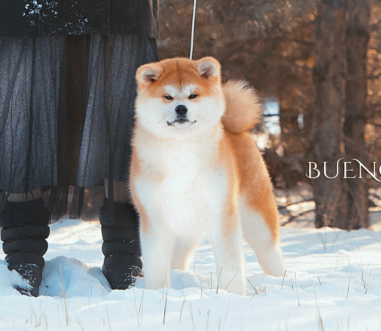 АКИТА. Kawaii Kuma питомник собак пород Корги пемброк, Акита ину, Сиба