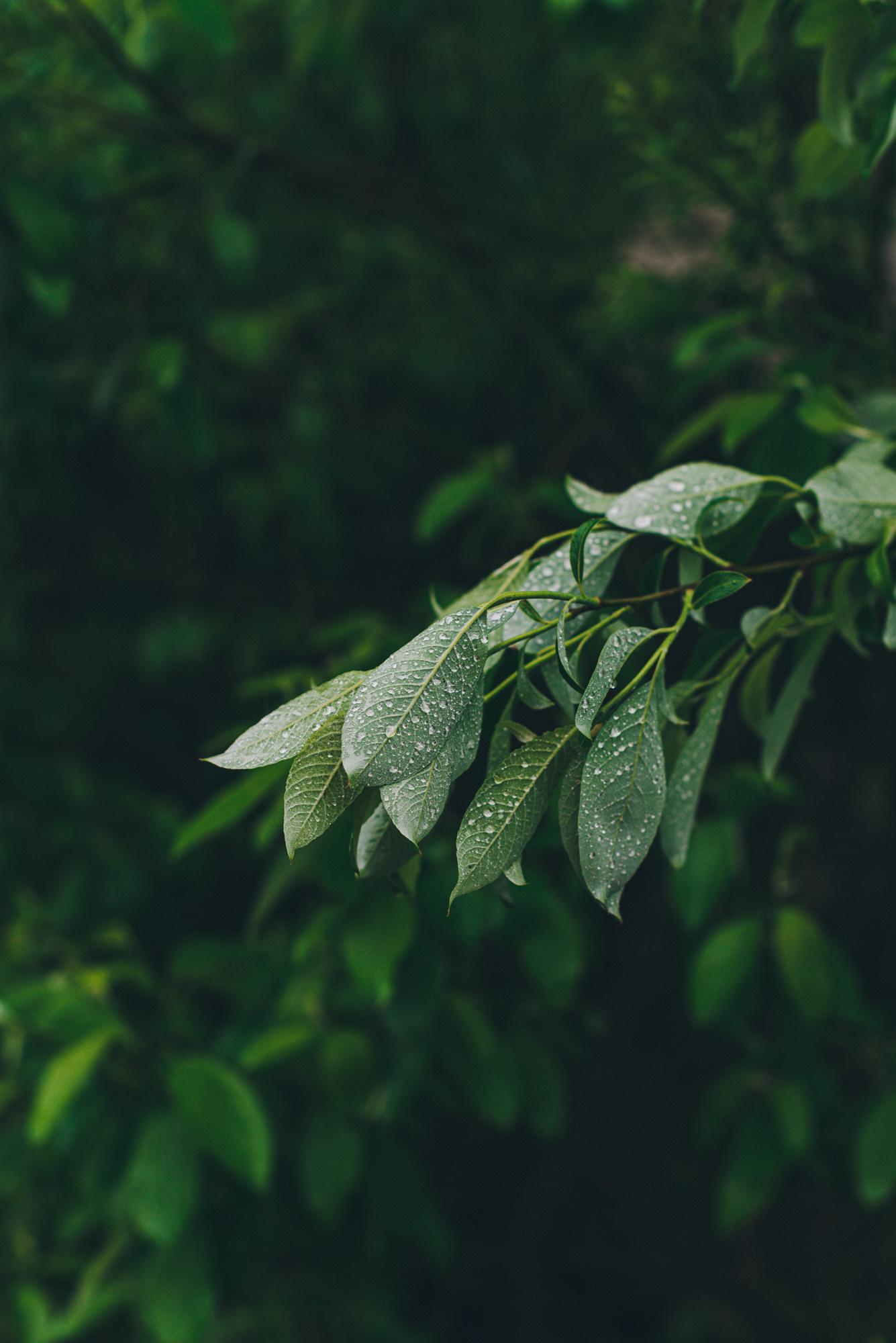 Семейный фотограф в Санкт-Петербурге Ира Ревчук
