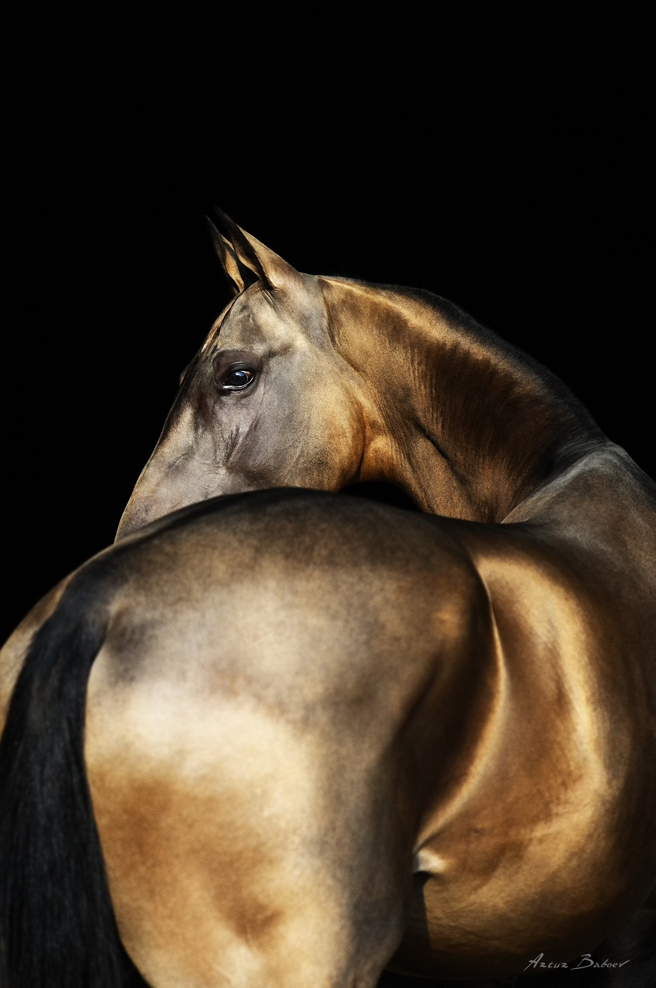 Лошади в художественной фотографии — Артур Бабоев