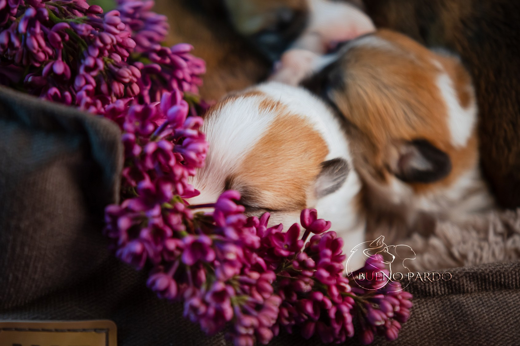 Щенки вельш корги пемброк из питомника. Питомник собак Акита, Хаски, Корги