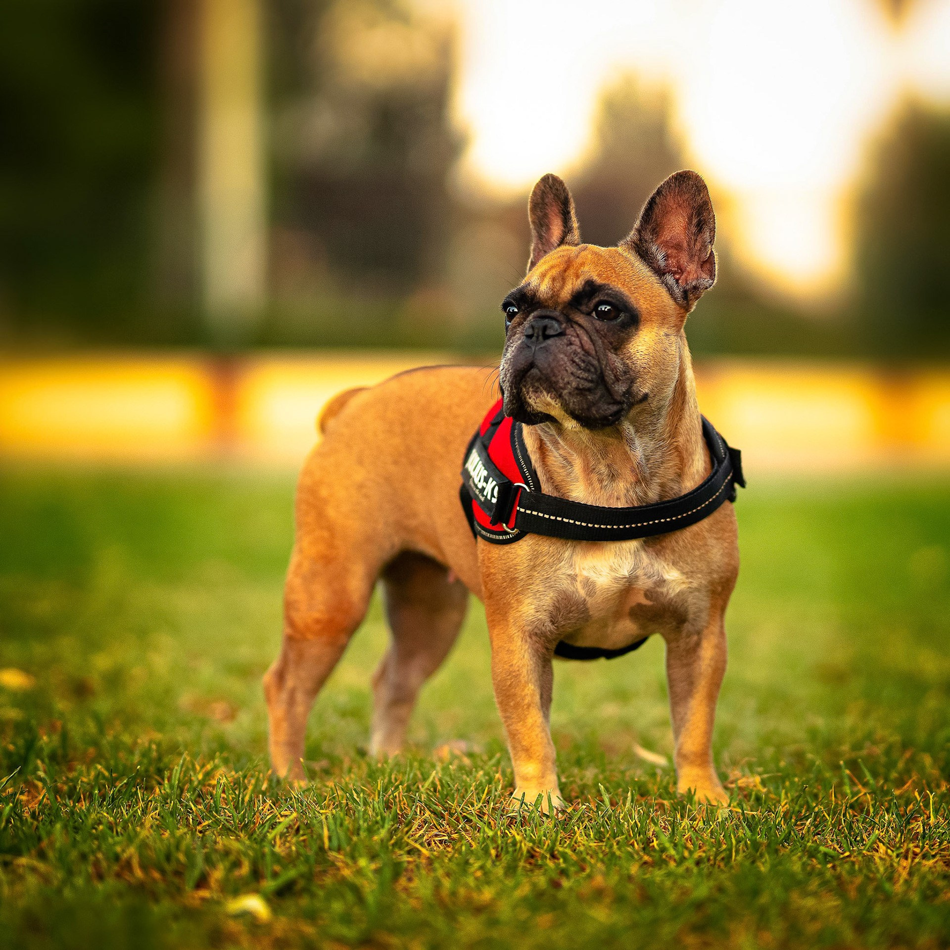 Питомцы. Интерьерный фотограф. Фото- видеосъемка недвижимости Санкт-Петербург