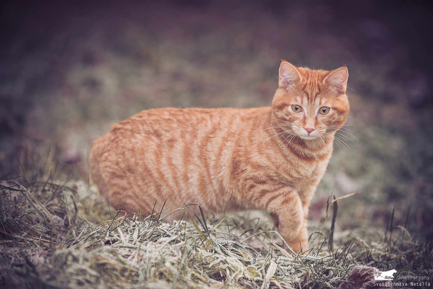 Фотограф-анималист Наталья Светличная