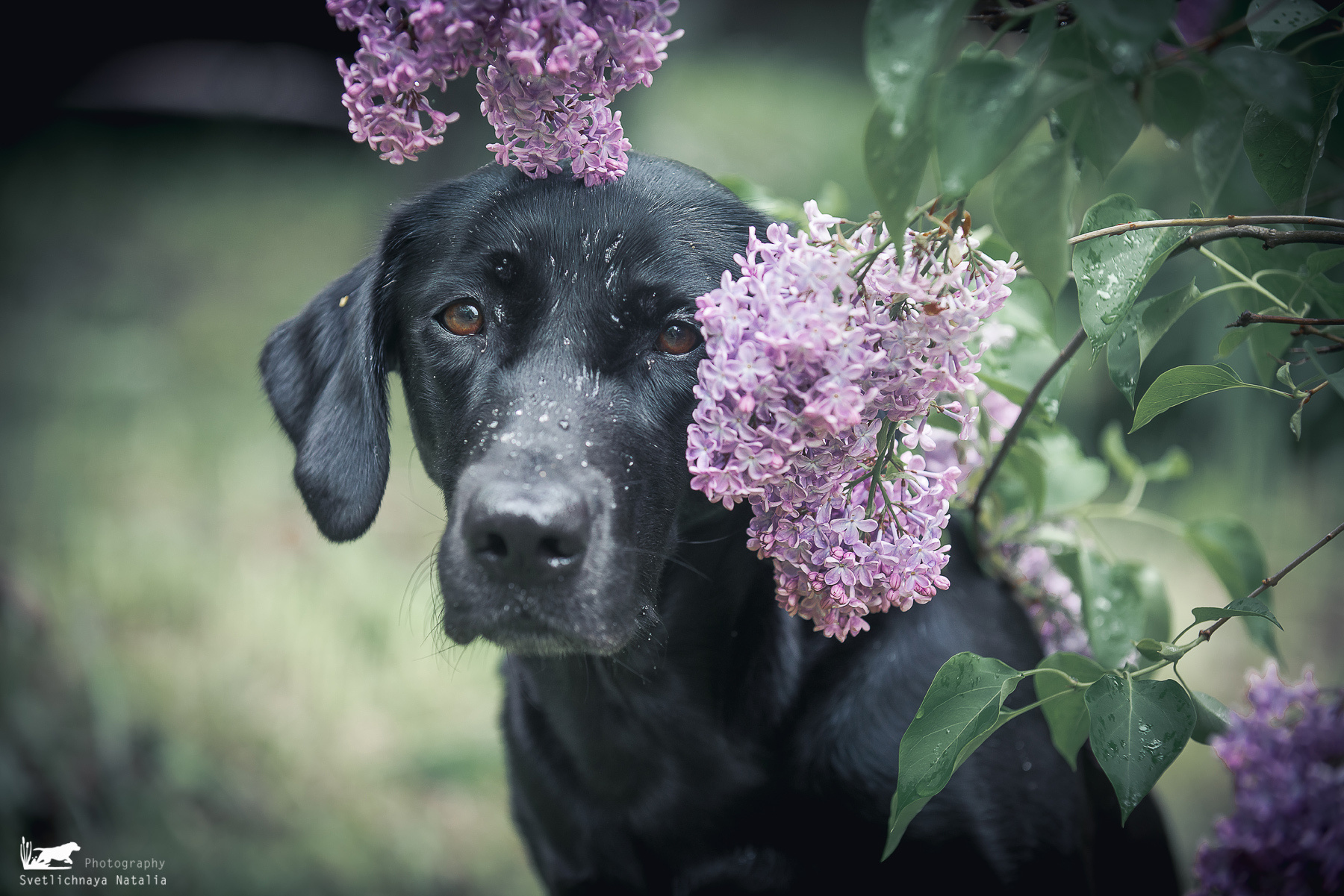 Фотограф-анималист Наталья Светличная