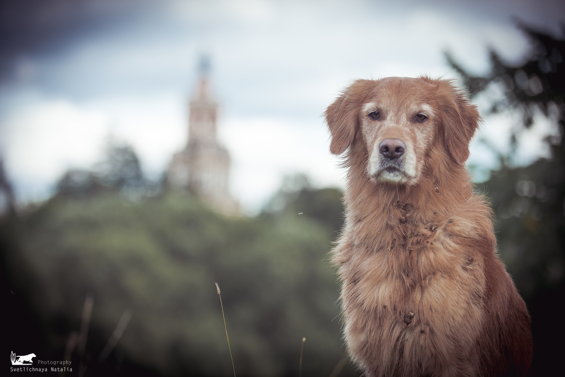 Фотограф-анималист Наталья Светличная