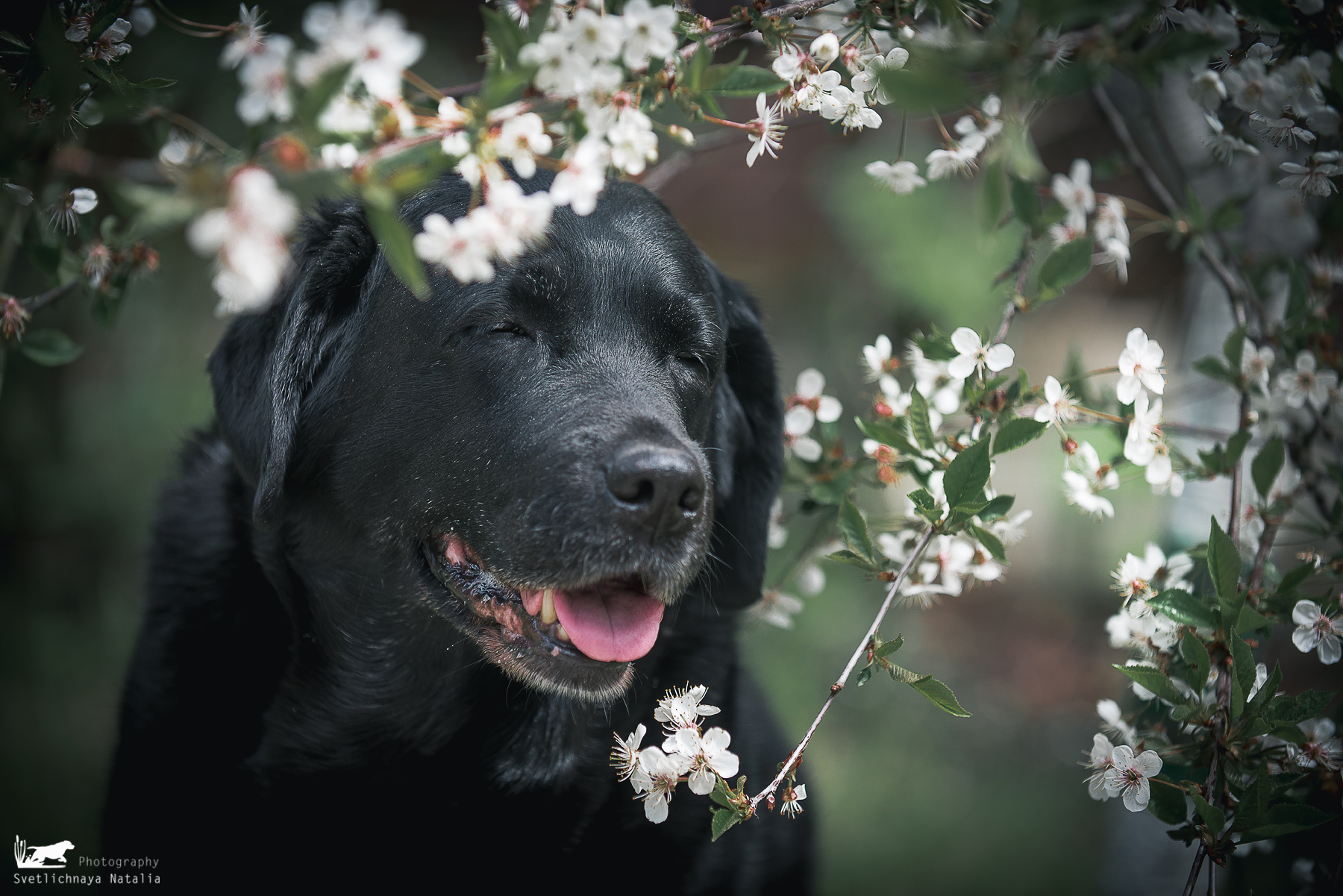 Фотограф-анималист Наталья Светличная