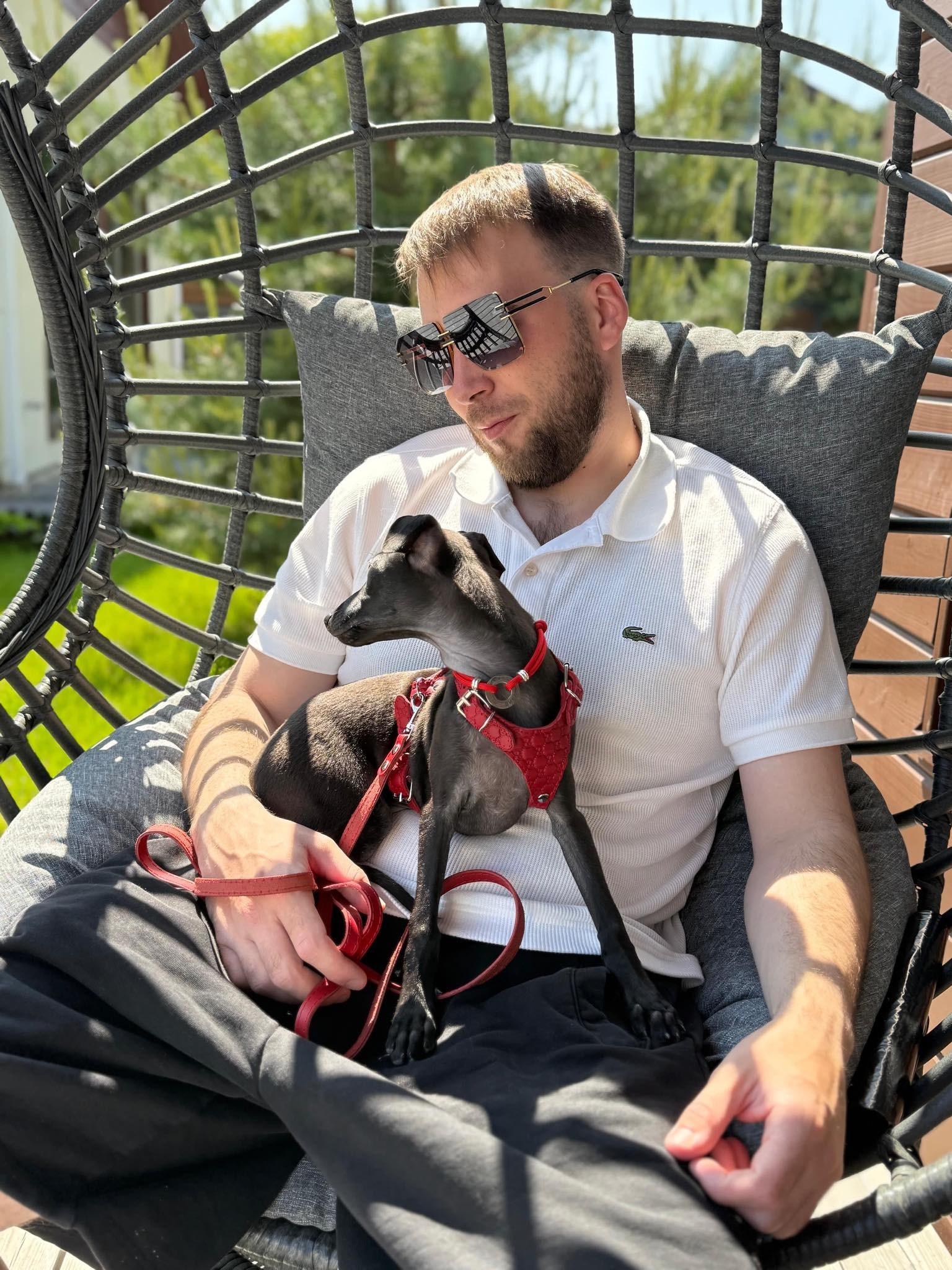 Профессиональный питомник левреток РКФ/FCI ASTI SAPPHIRE 💎 Сочи|Санкт-Петербург