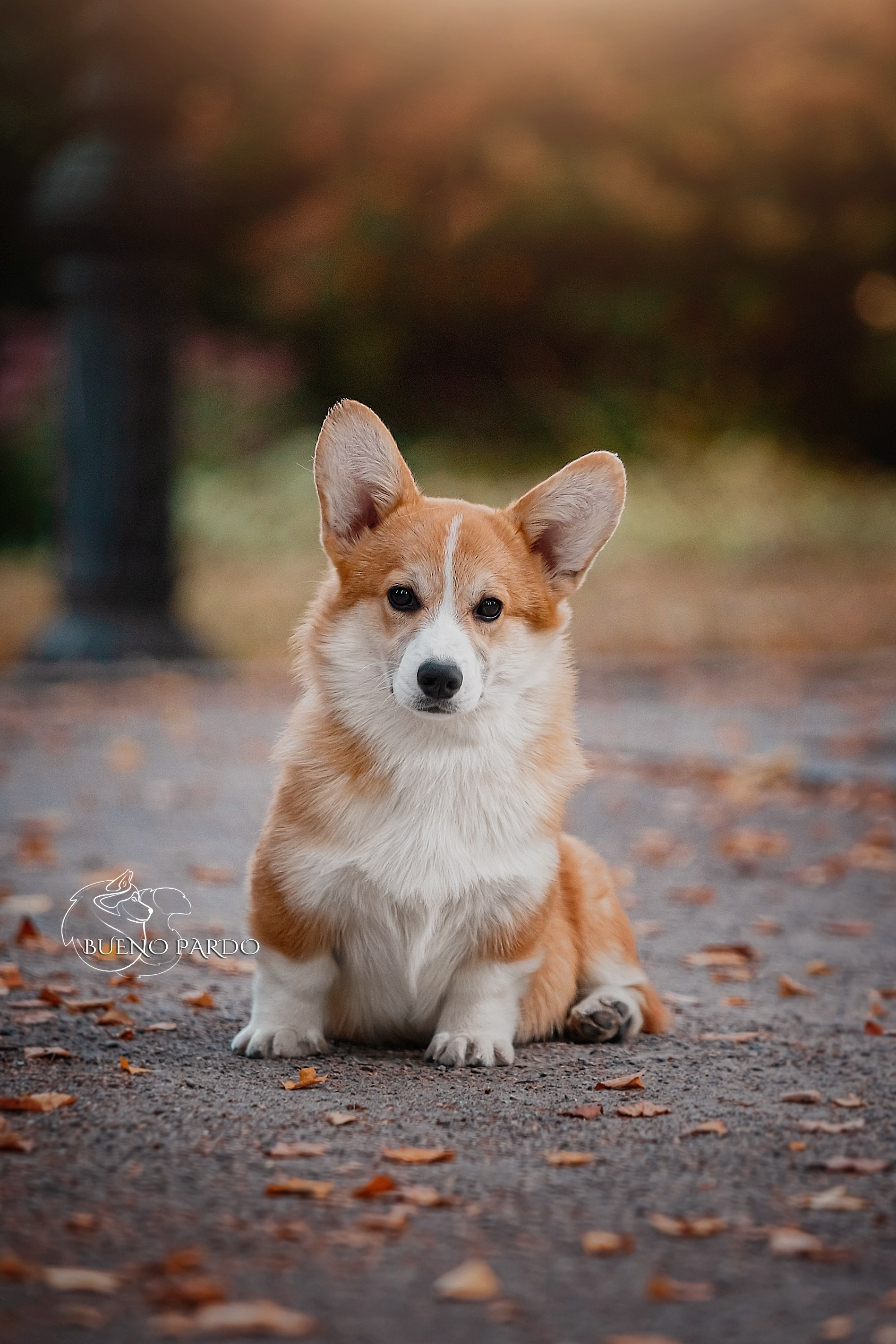 Щенки вельш корги пемброк из питомника. Питомник собак Акита, Хаски, Корги