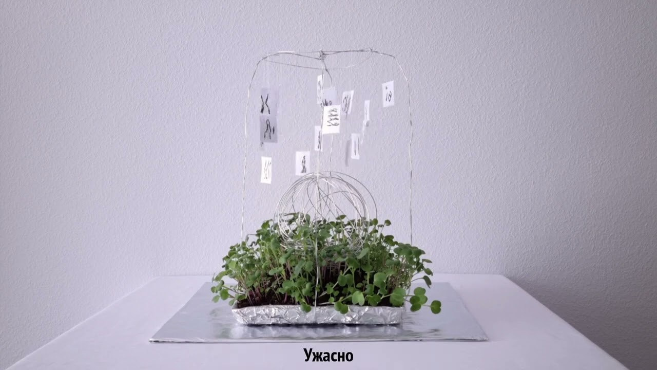 Ангелина Богданова