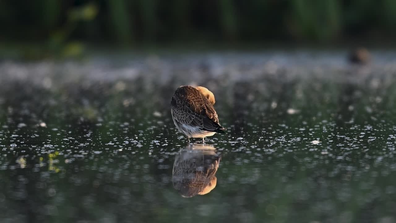 Большой веретенник. Black-tailed Godwit. Фотограф Сергей Пупонин
