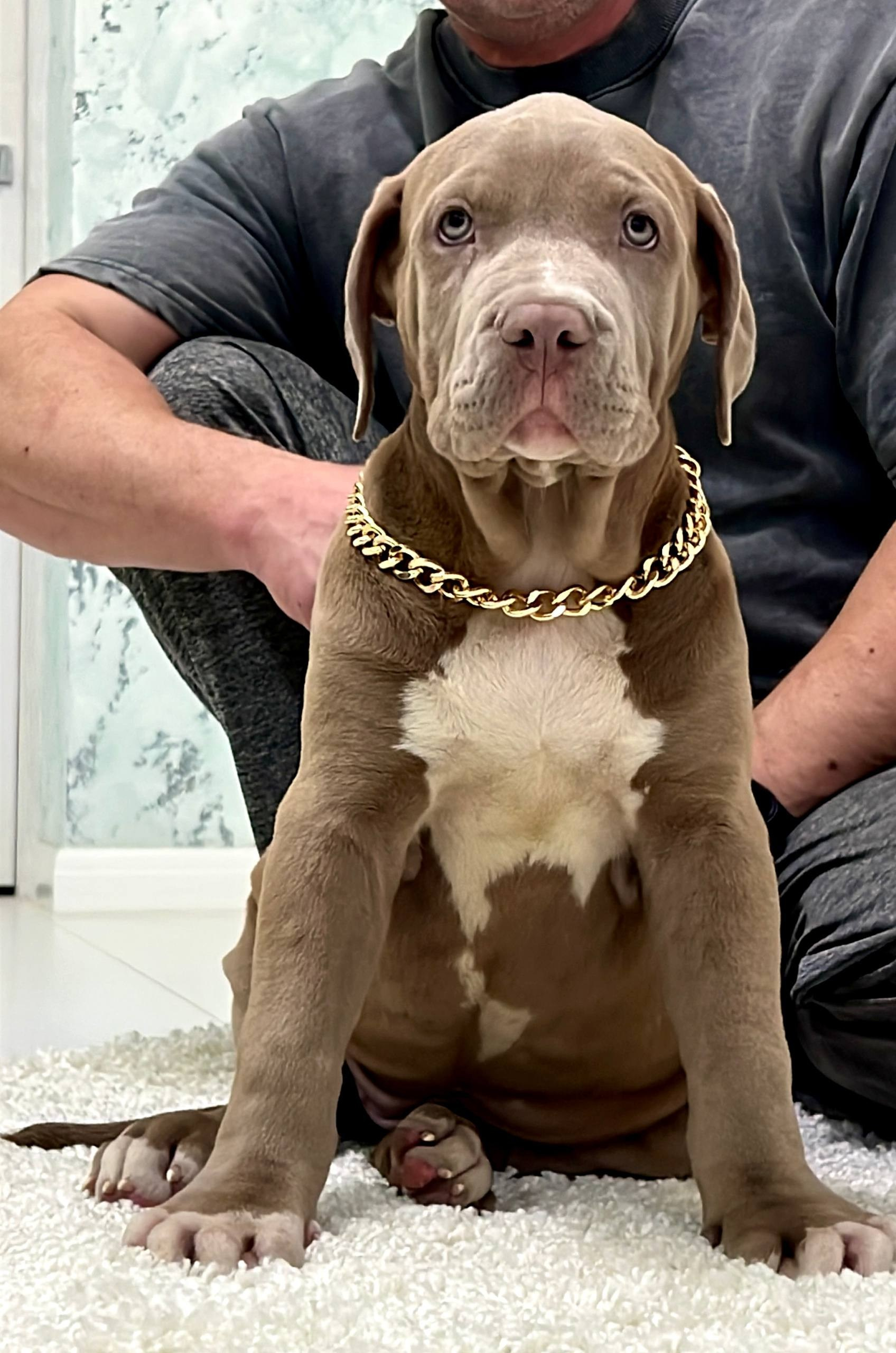 Hunter&Queenie, 10.09.25. Американские булли XL в г. Калининград. Питомник Great Bully UNIVERSE