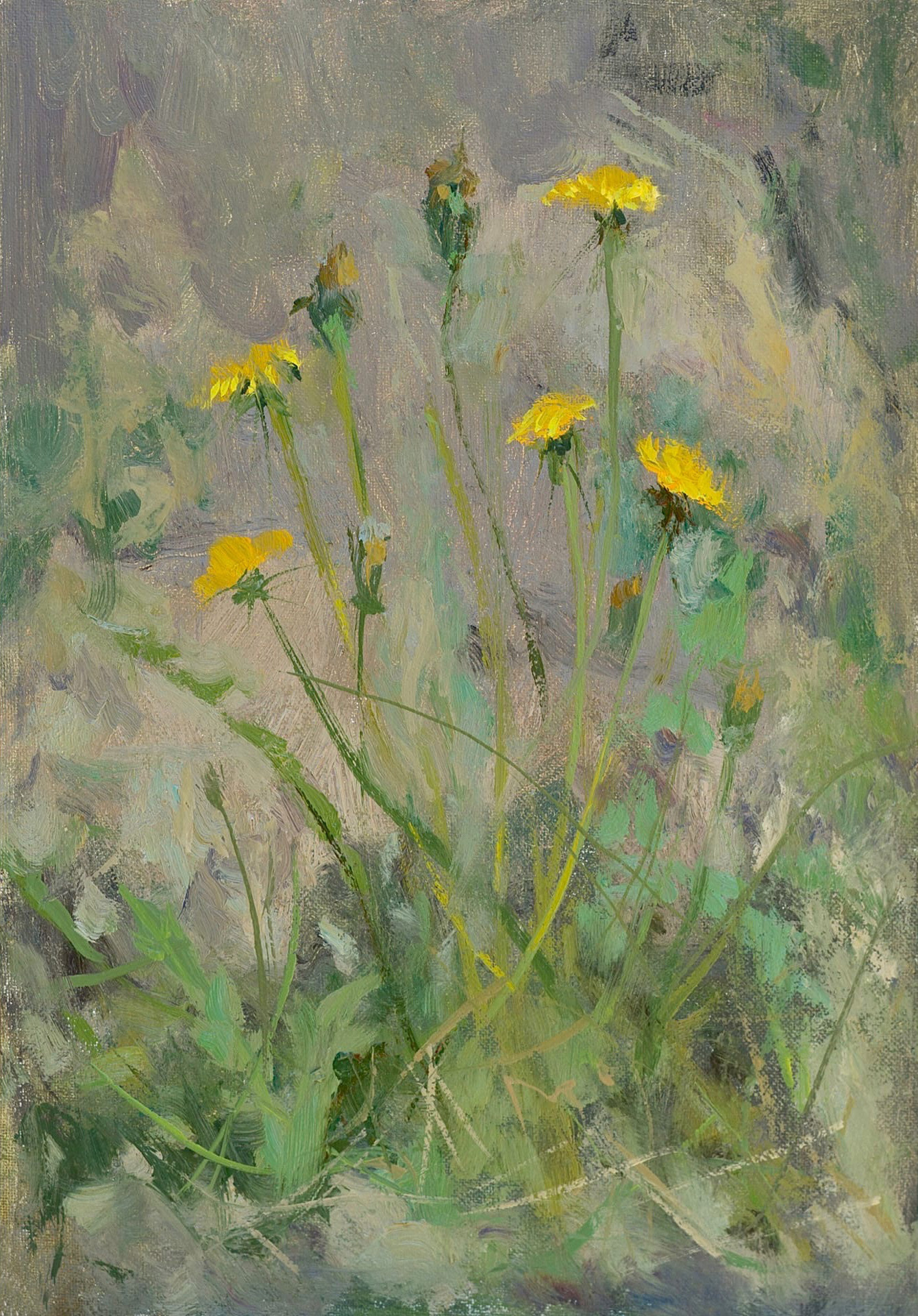 одуванчики у камня