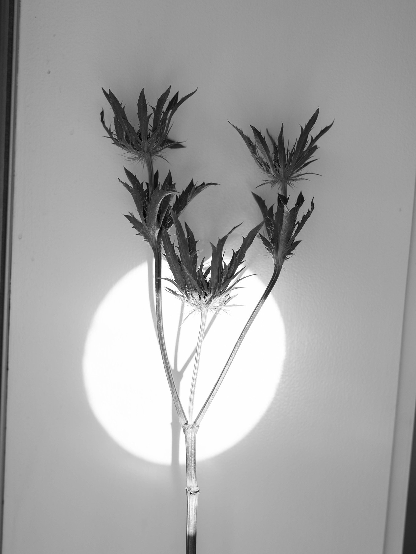 Project. Ula Aldokhina