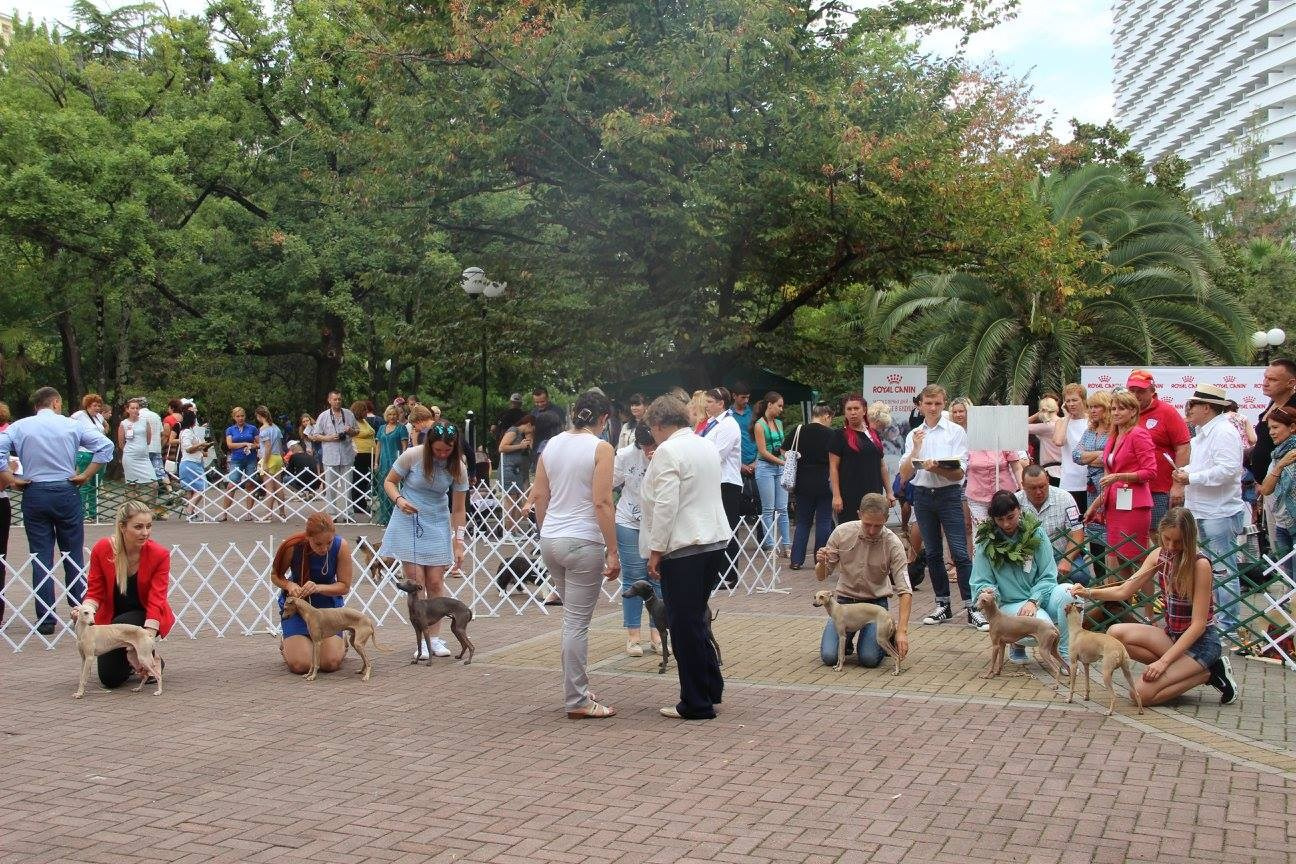 Организация монопородной выставки. Профессиональный питомник левреток РКФ/FCI ASTI SAPPHIRE 💎 Сочи|Санкт-Петербург