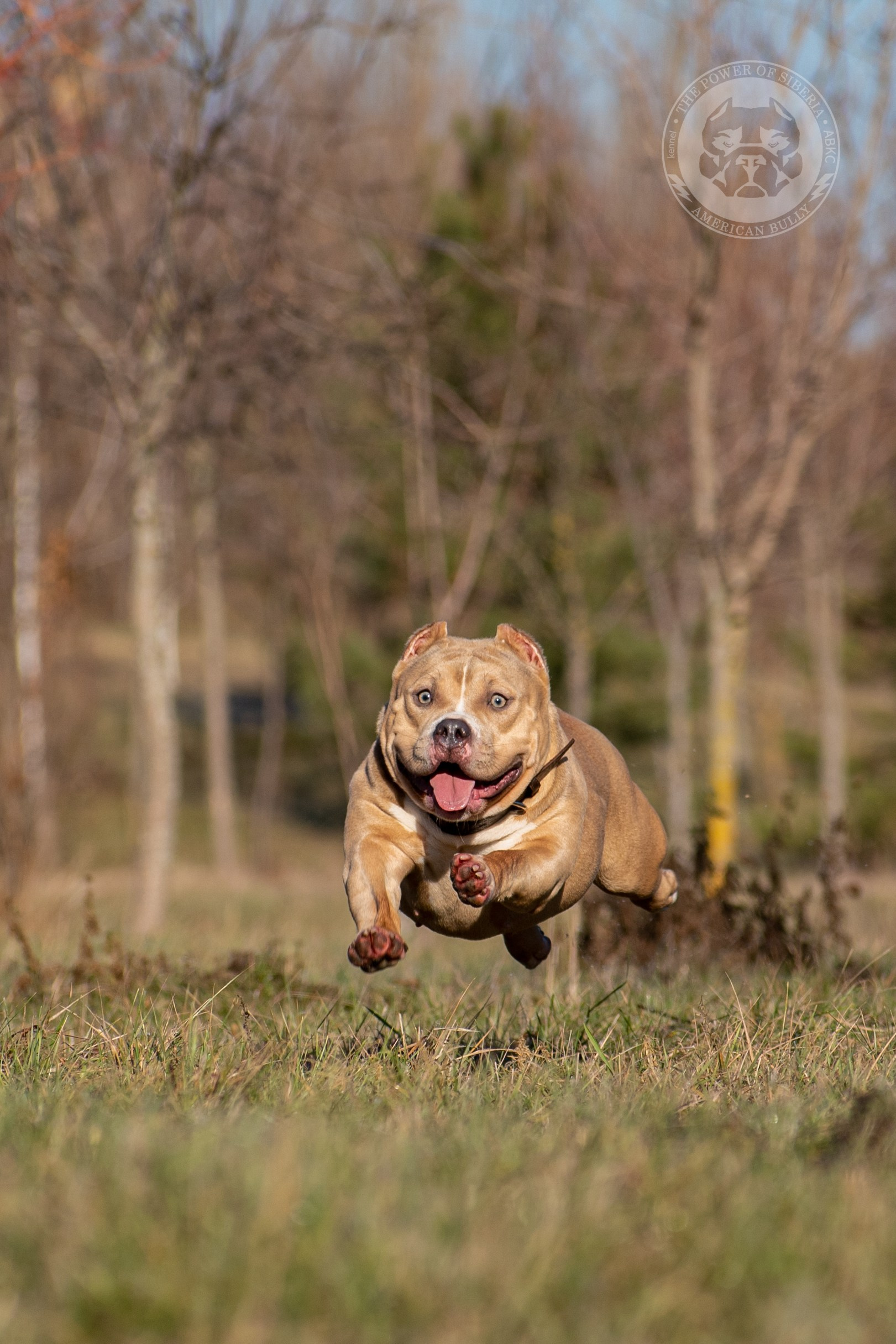 кобель на вязку American Bully в Ставрополе