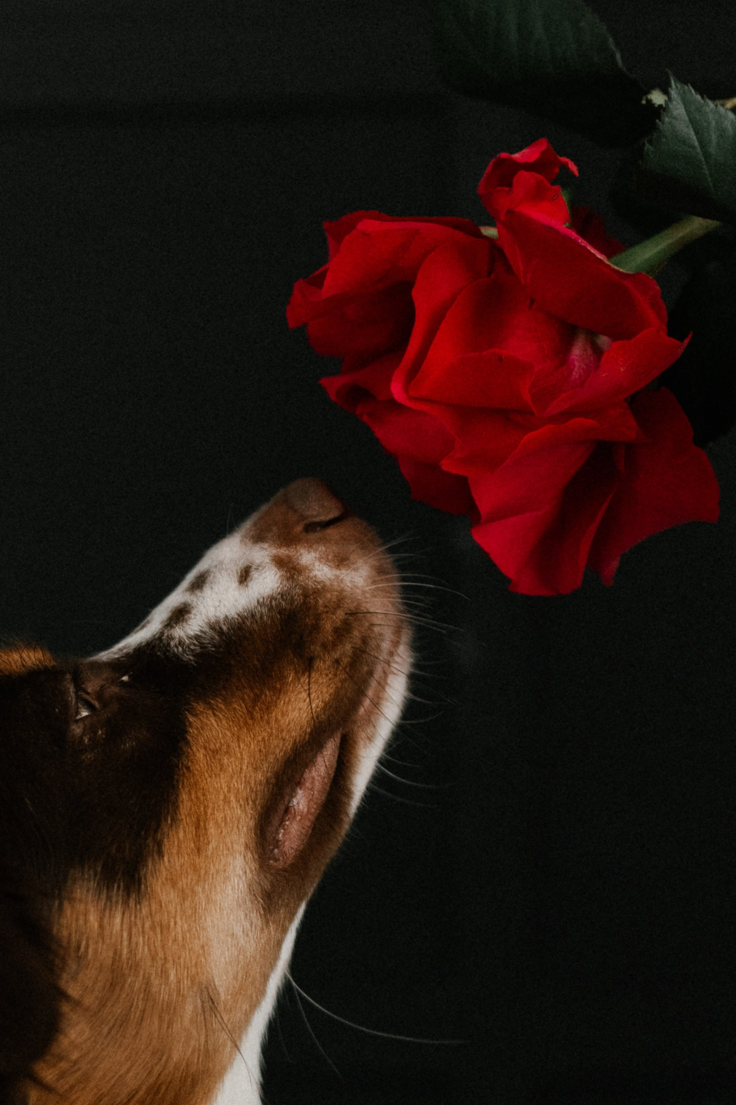 Тарифы и условия. Фотограф — Анималист | Санкт-Петербург