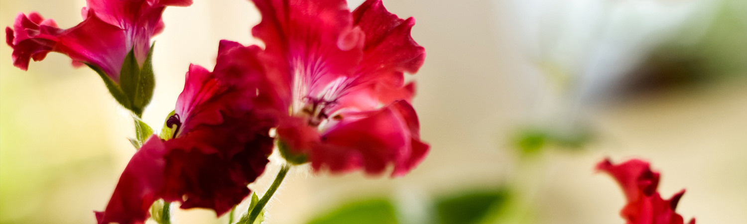 Дашенька и Арсений