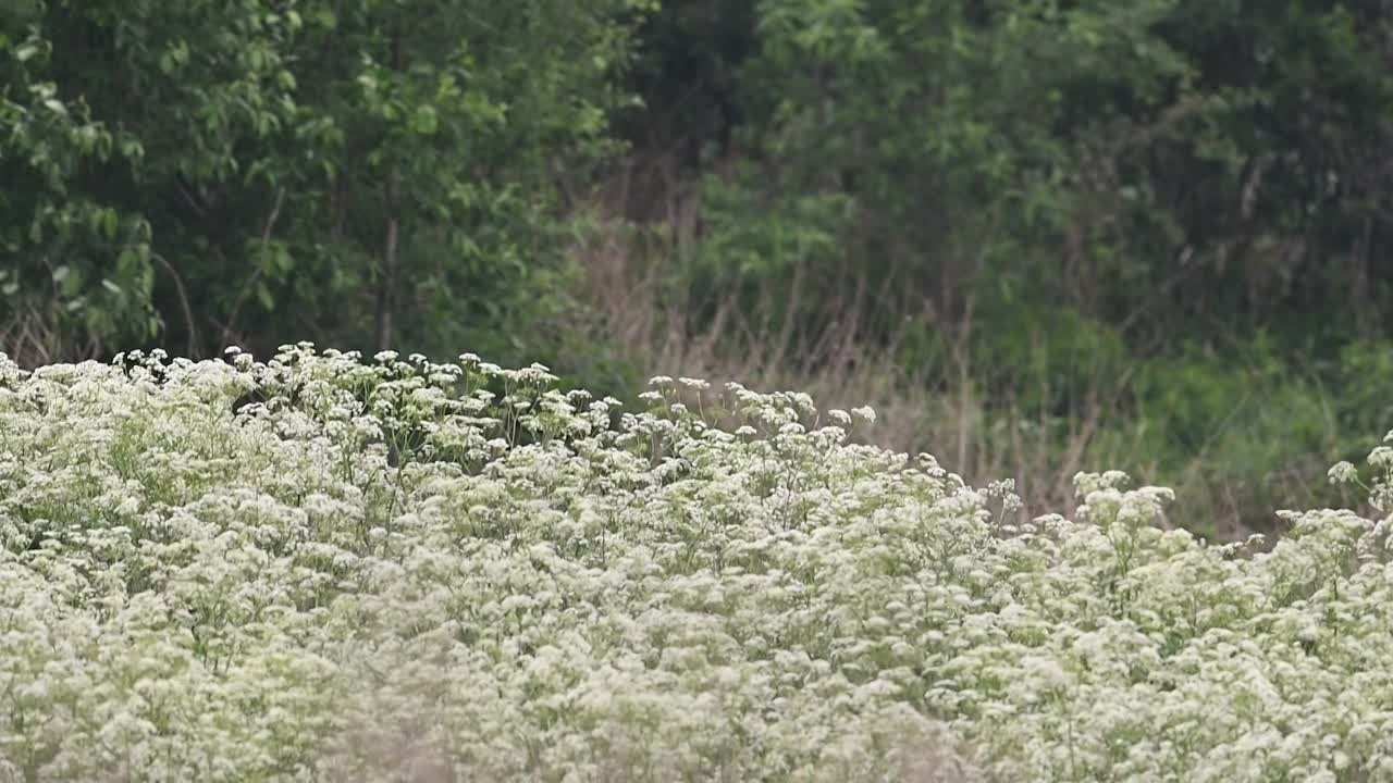 Охота совы. Фотограф Сергей Пупонин