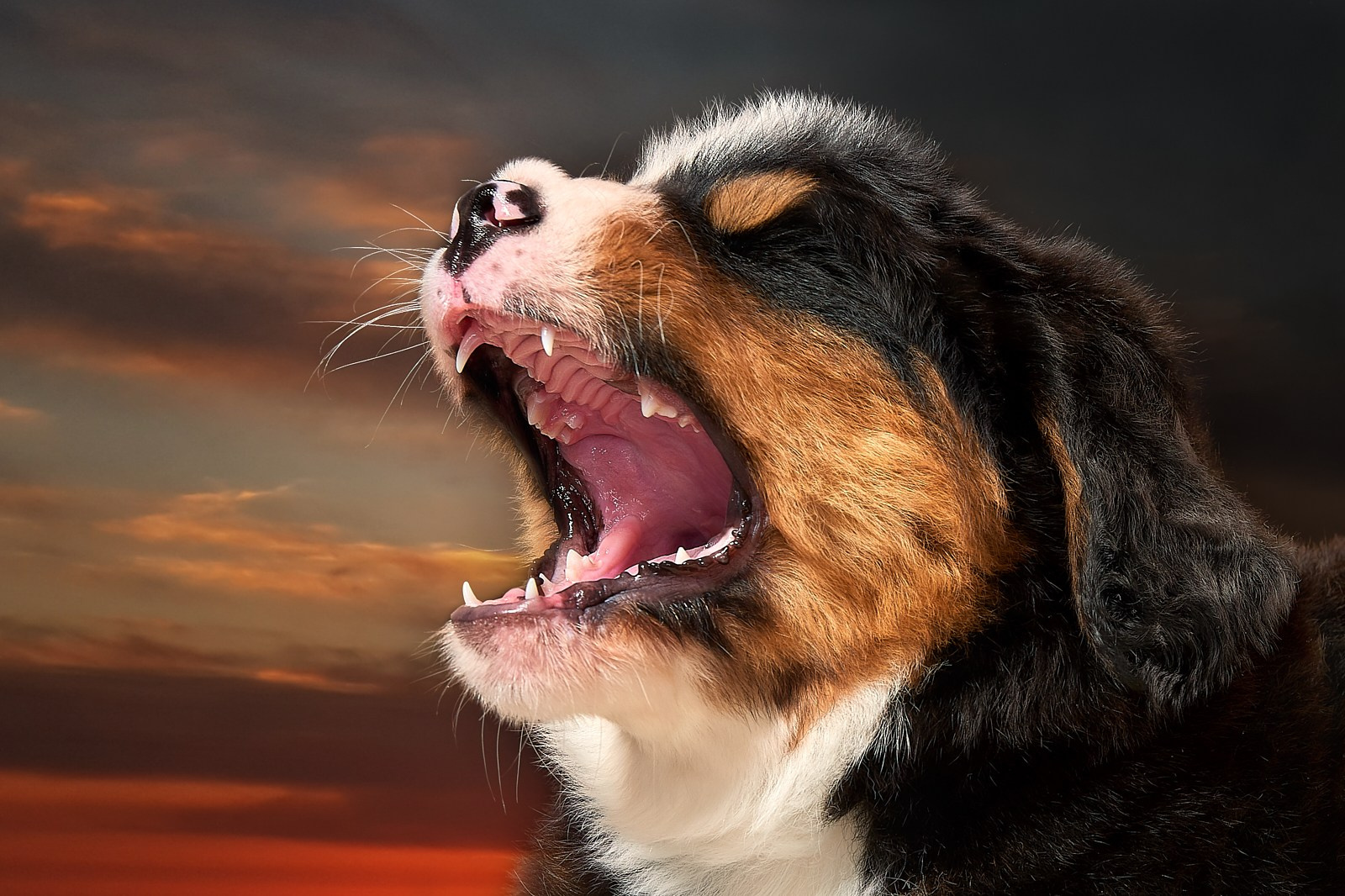 Фотосъемка животных