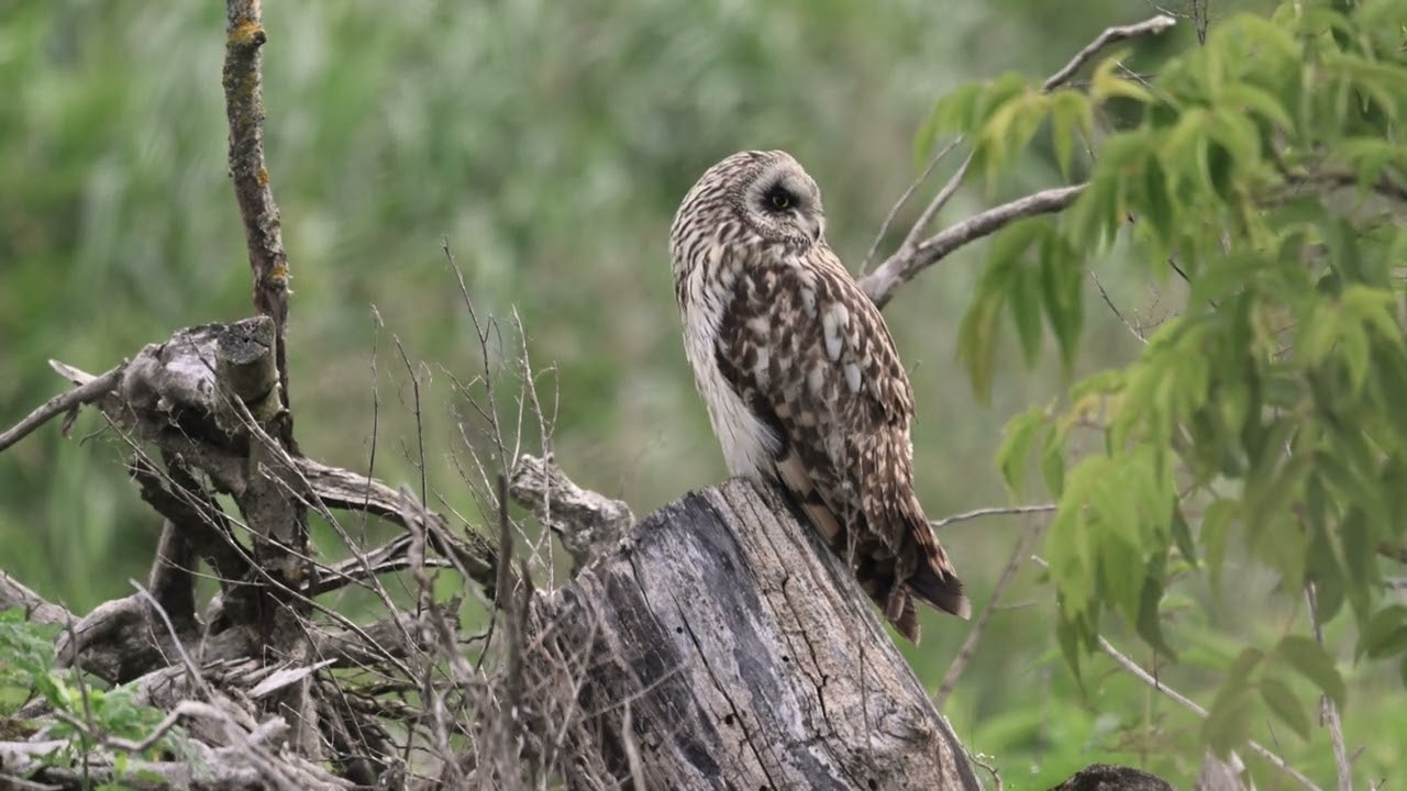 Охота совы. Фотограф Сергей Пупонин