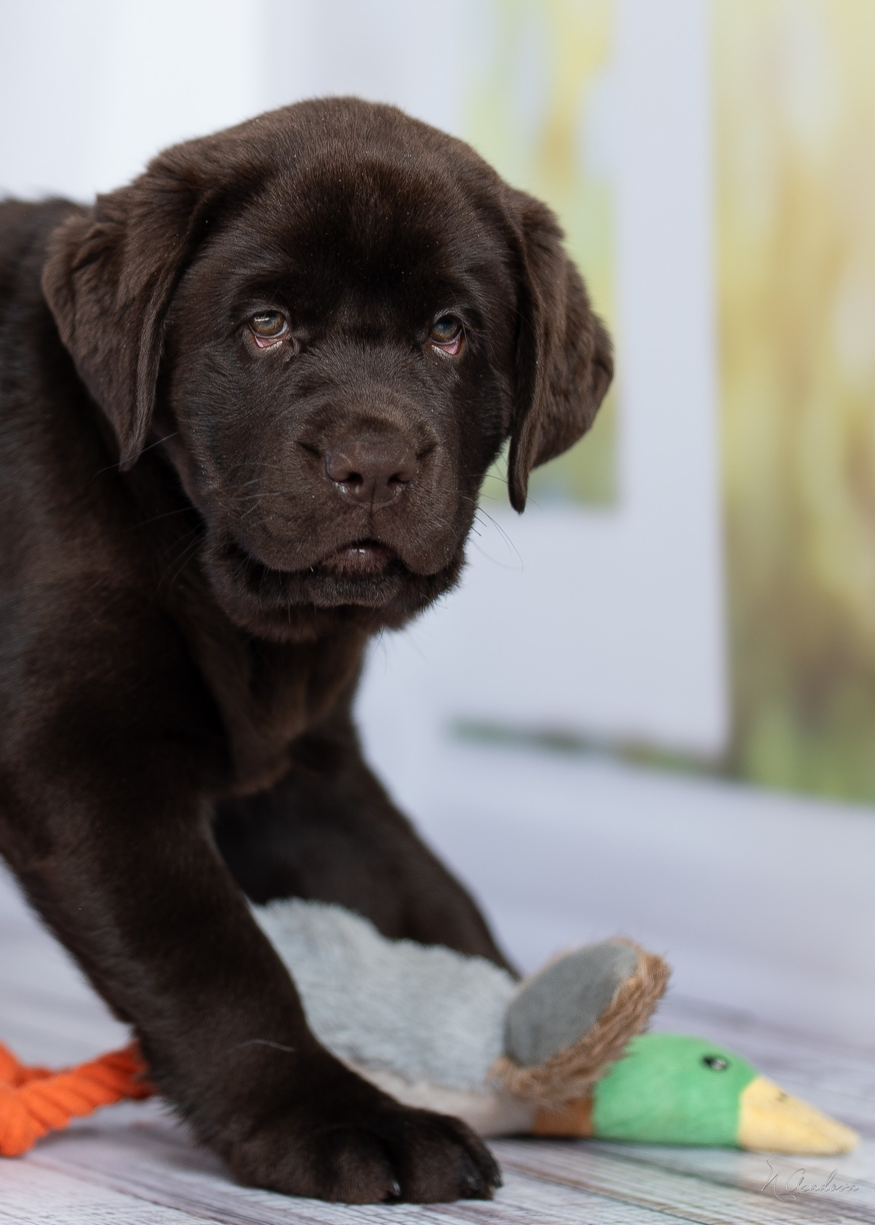 Лабрадор Тейла 2мес. Фотограф-анималист Асадова
