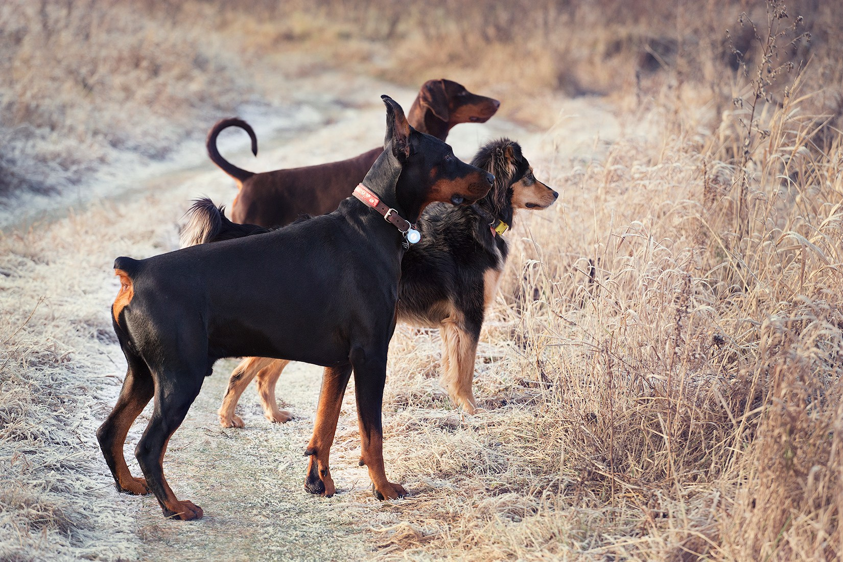 Boldinova Yulia фотограф Москва