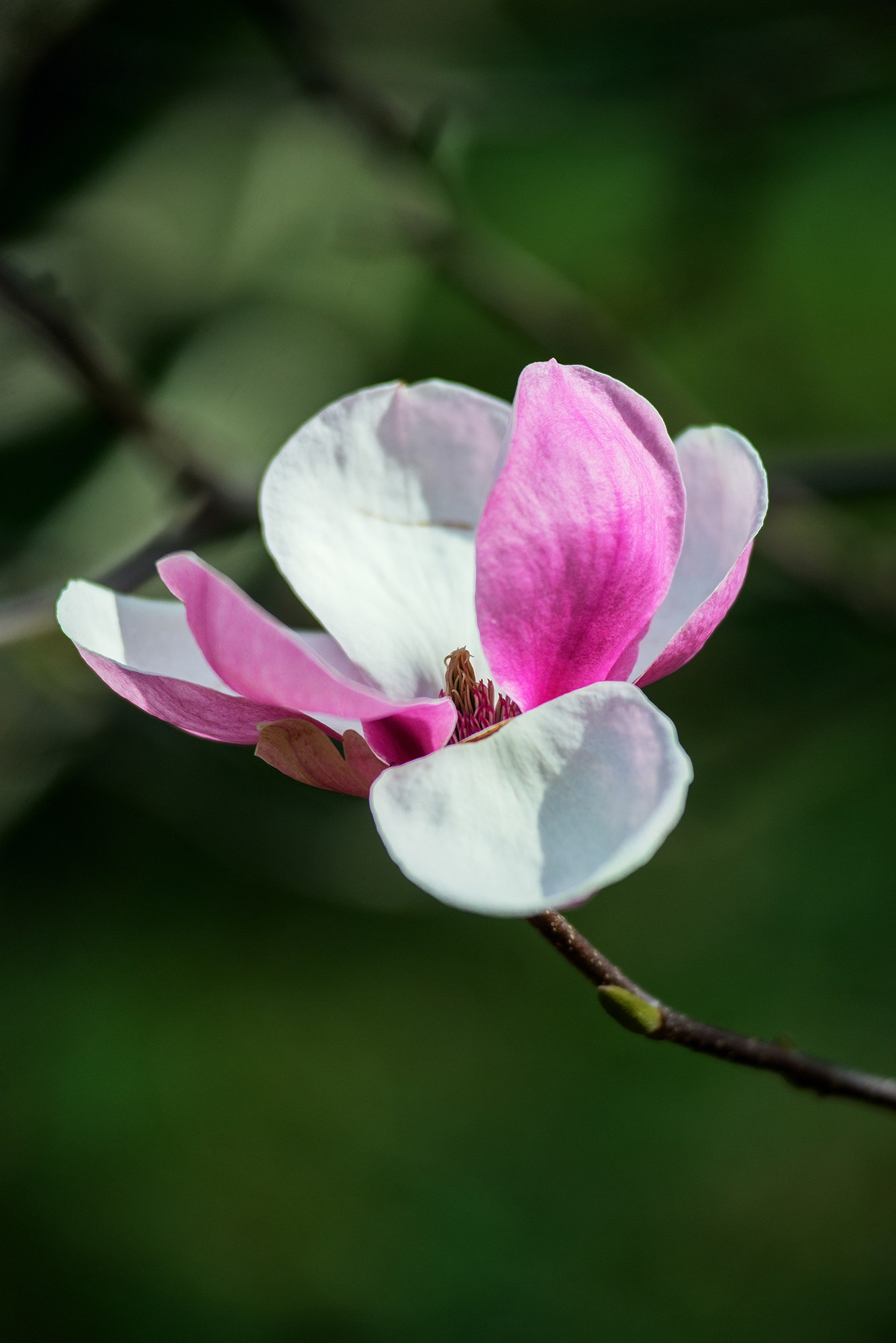 Парк в Адлере «Южные культуры». Фотограф в Адлере, Сириусе, Красной Поляне — лавстори, семейные и индивидуальные фотосессии