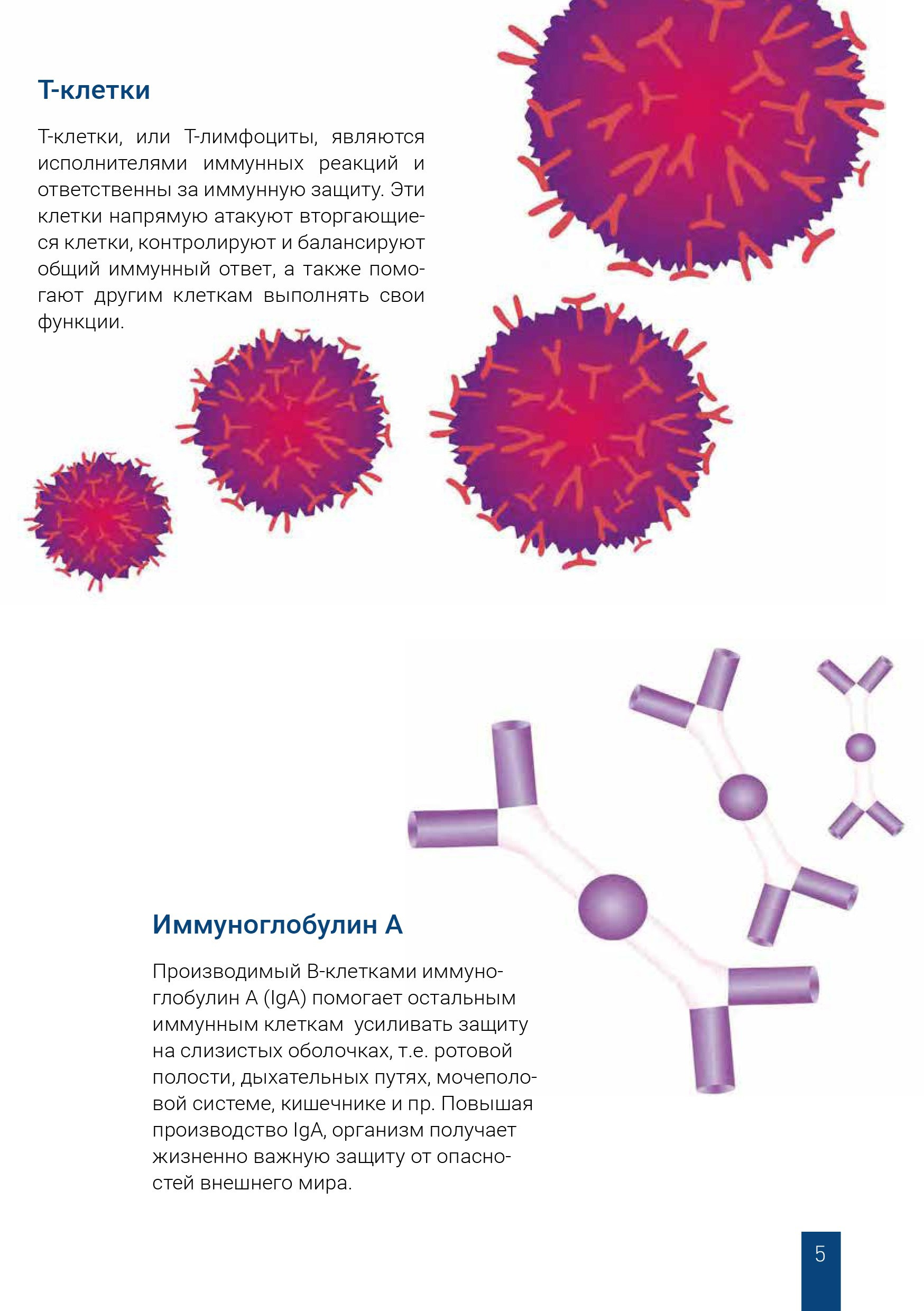 Т-клетки и иммуноглобулин А в иммунной системе